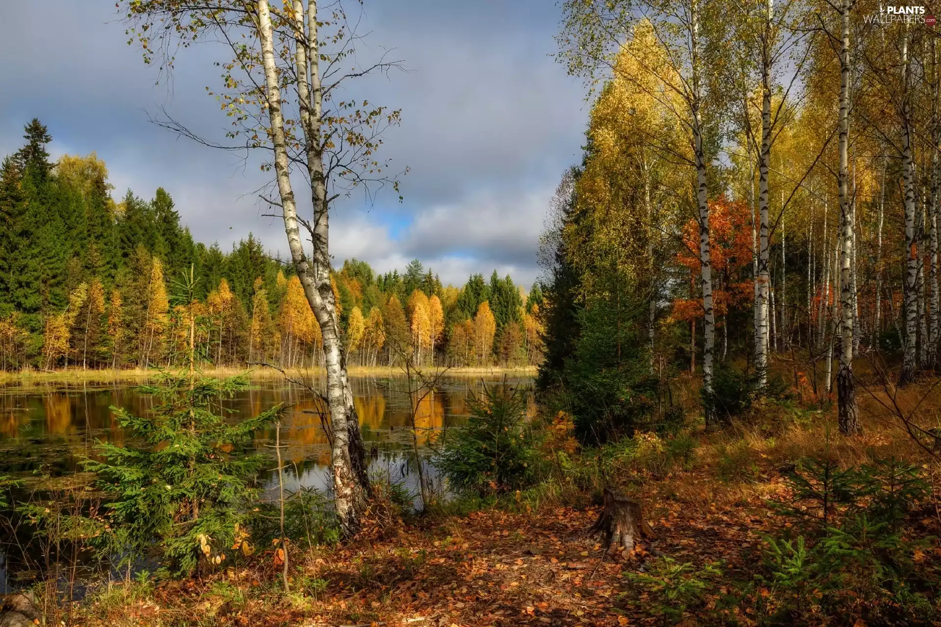 viewes, lake, fallen, trees, autumn, birch, Leaf