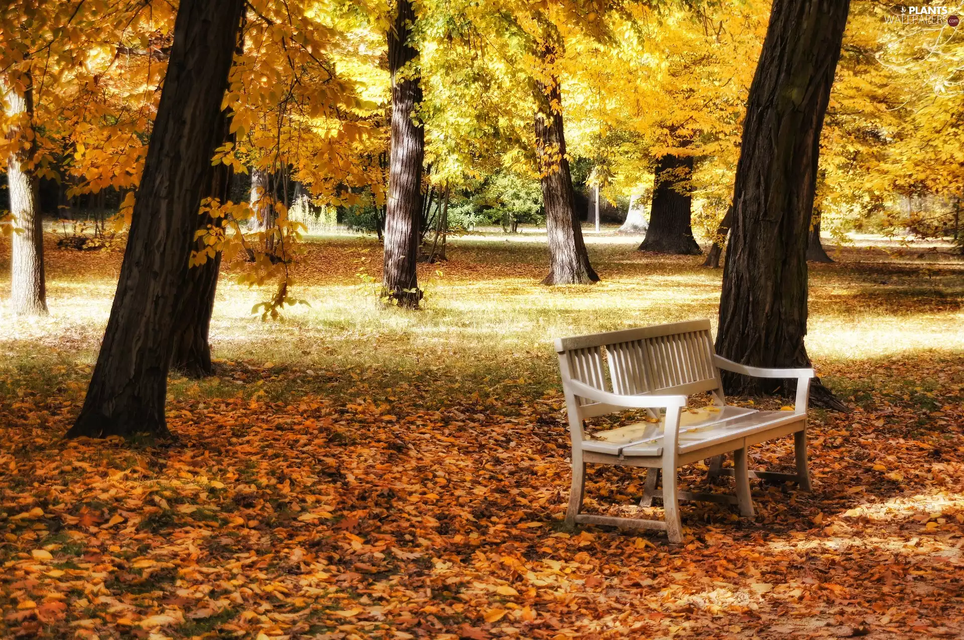 viewes, Park, fallen, trees, autumn, Bench, Leaf