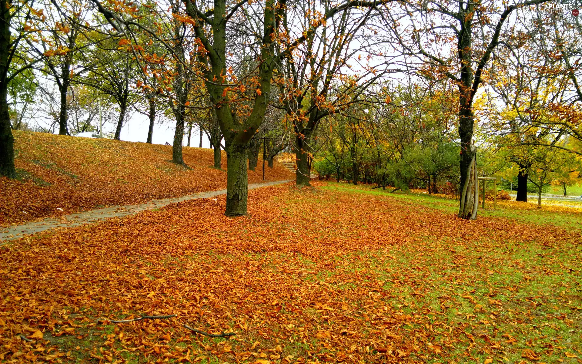 viewes, Park, fallen, trees, autumn, lane, Leaf
