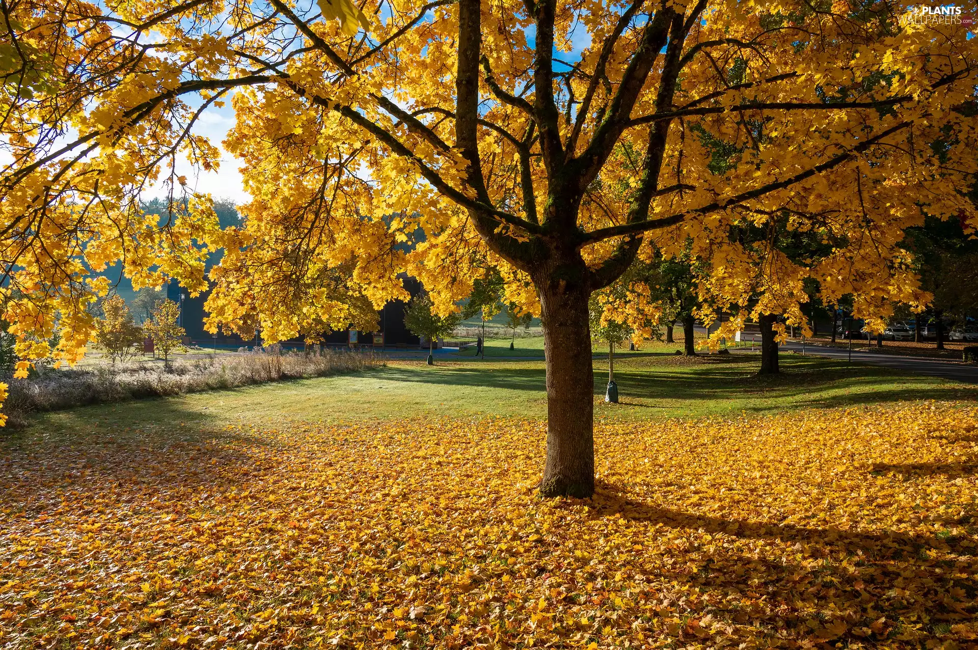 viewes, Park, fallen, trees, autumn, Yellow, Leaf
