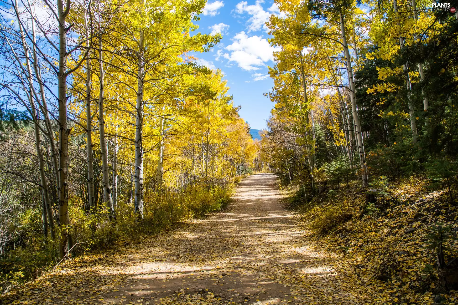 viewes, Way, fallen, trees, autumn, birch, Leaf