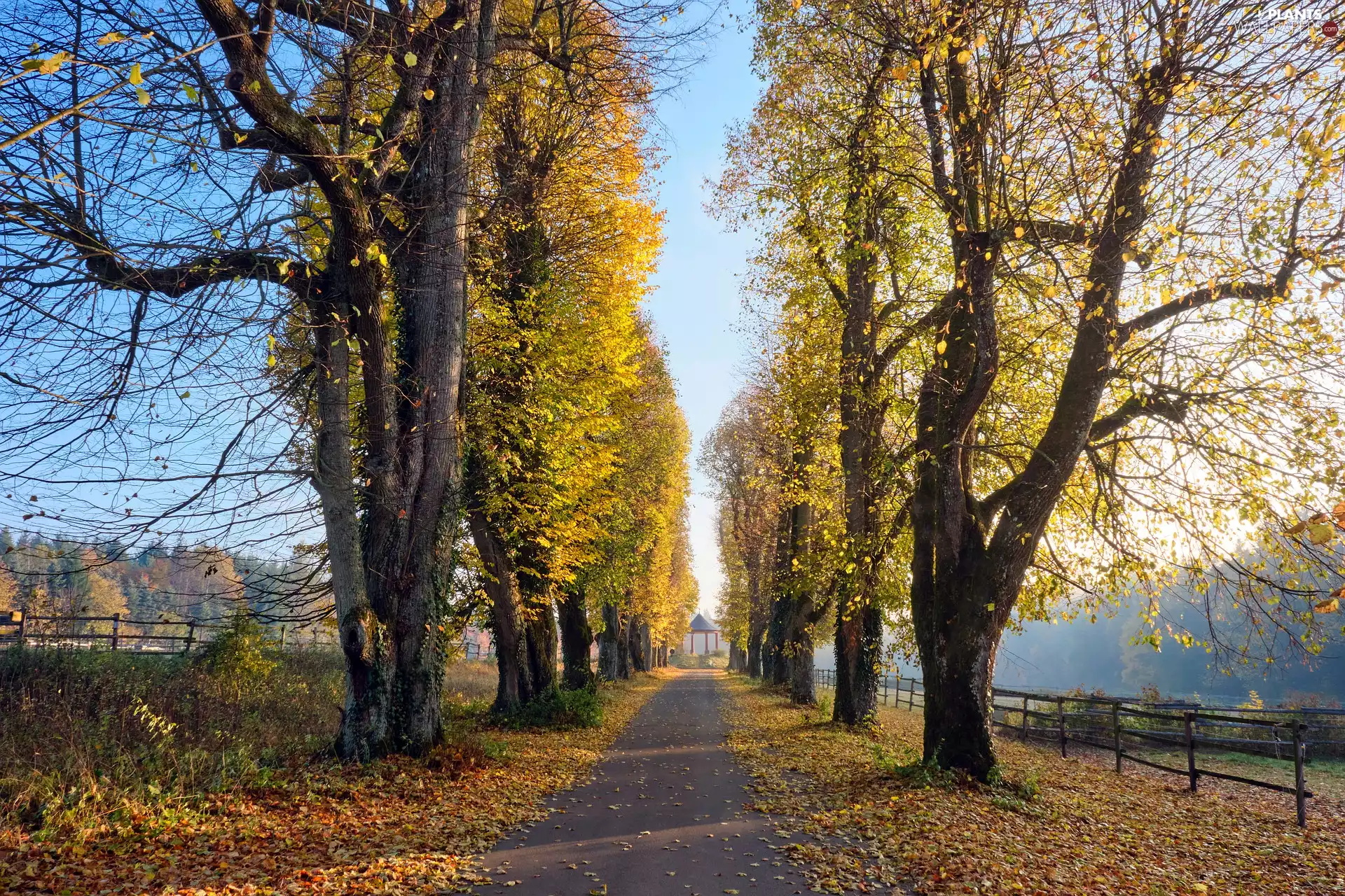 viewes, Way, fallen, trees, autumn, fence, Leaf