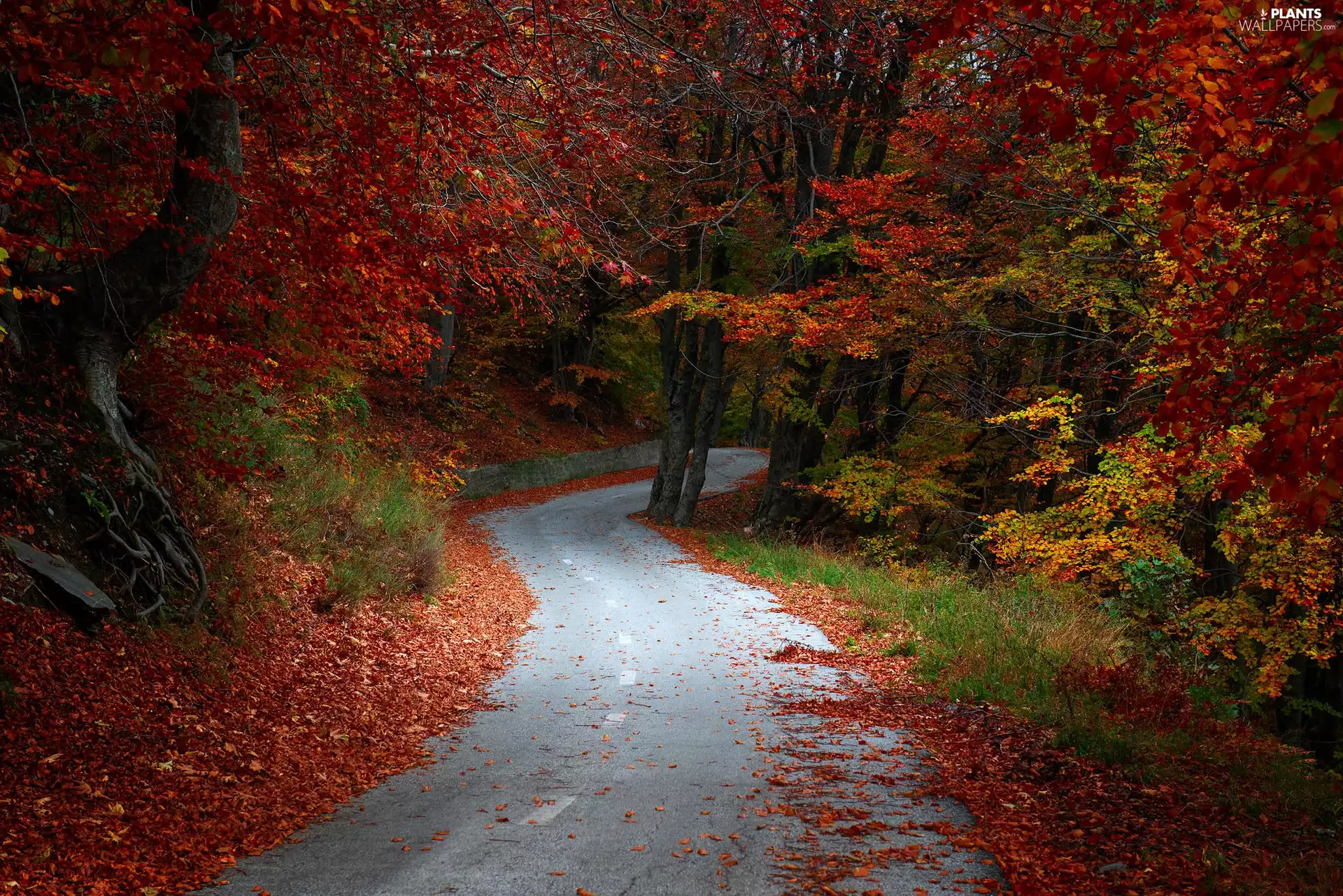 viewes, Way, fallen, trees, autumn, forest, Leaf
