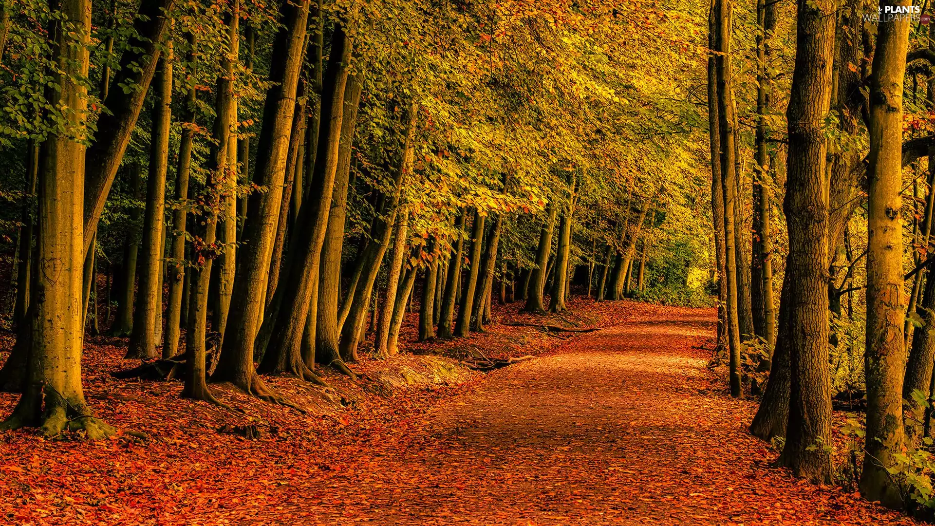 viewes, Way, fallen, trees, autumn, Red, Leaf