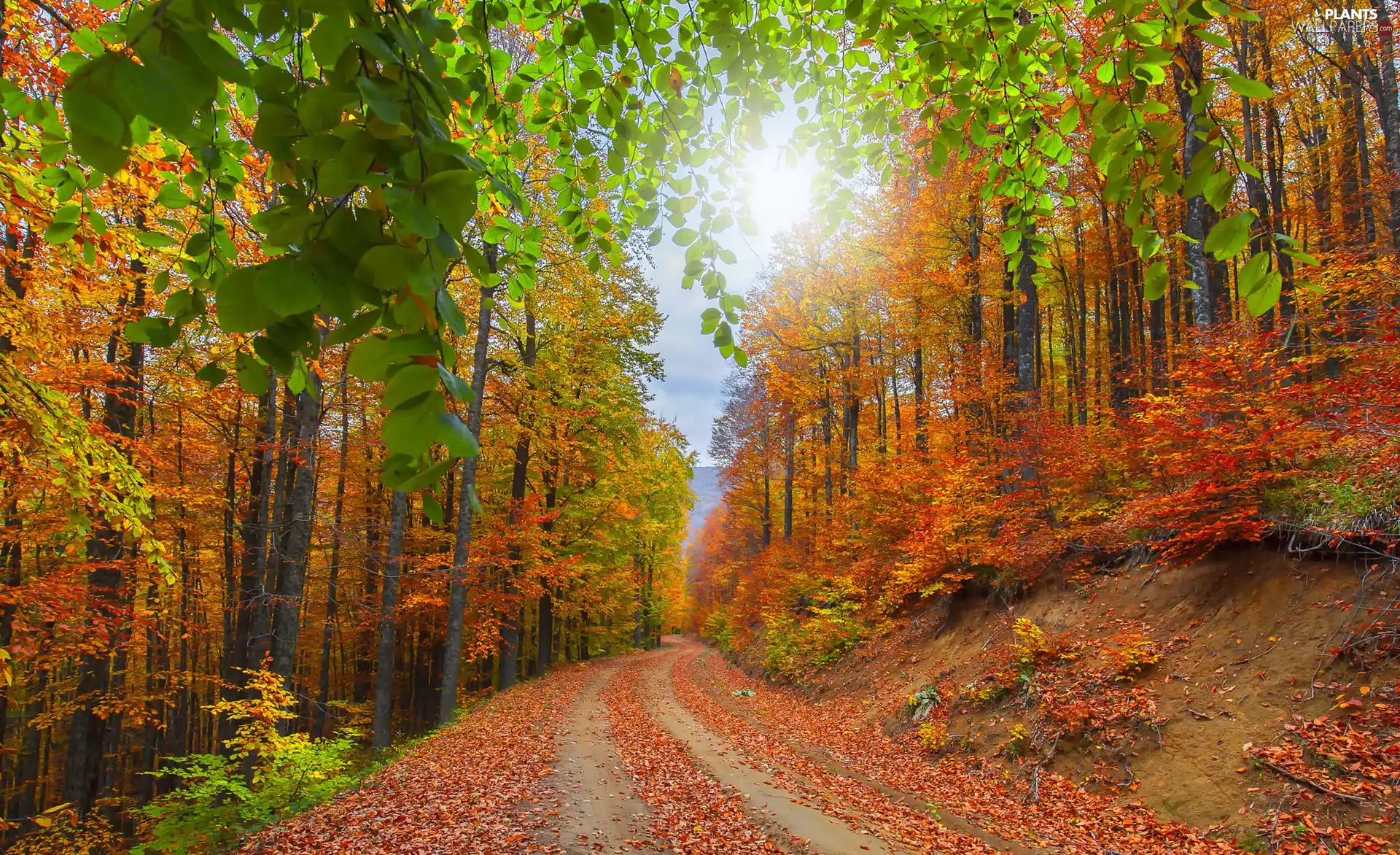viewes, Way, fallen, trees, forest, autumn, Leaf