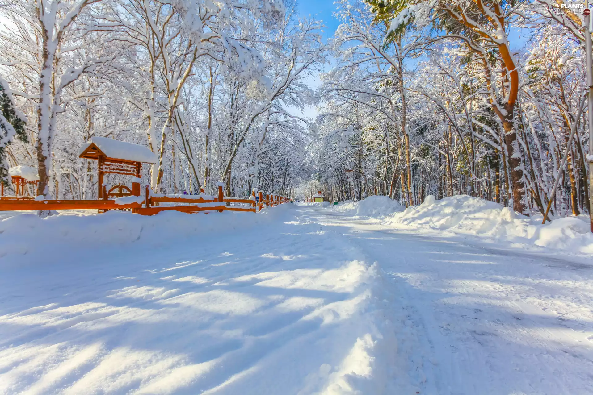 Way, forest, fence, Snowy, viewes, snow, winter, trees