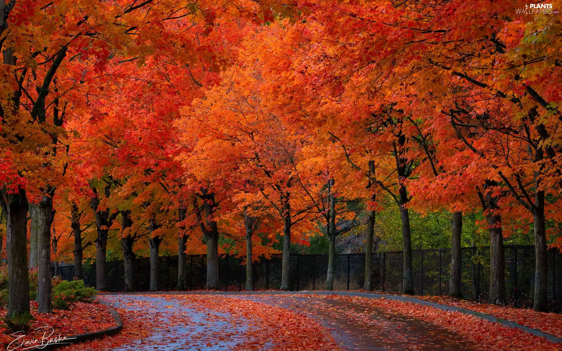 Leaf, Autumn, viewes, Fance, Red, autumn, trees, fence, Way, red head