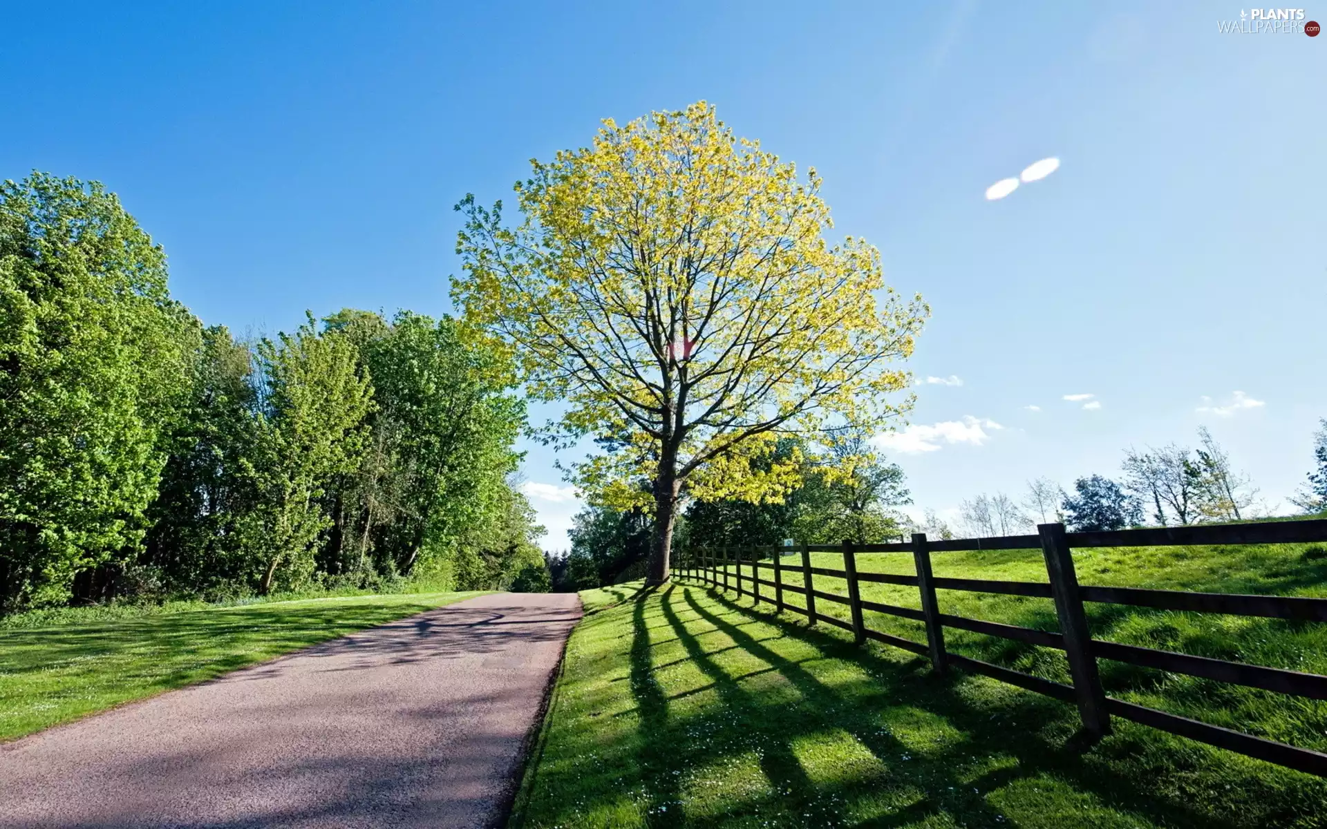 viewes, Way, fence, trees, Spring, grass, shadow