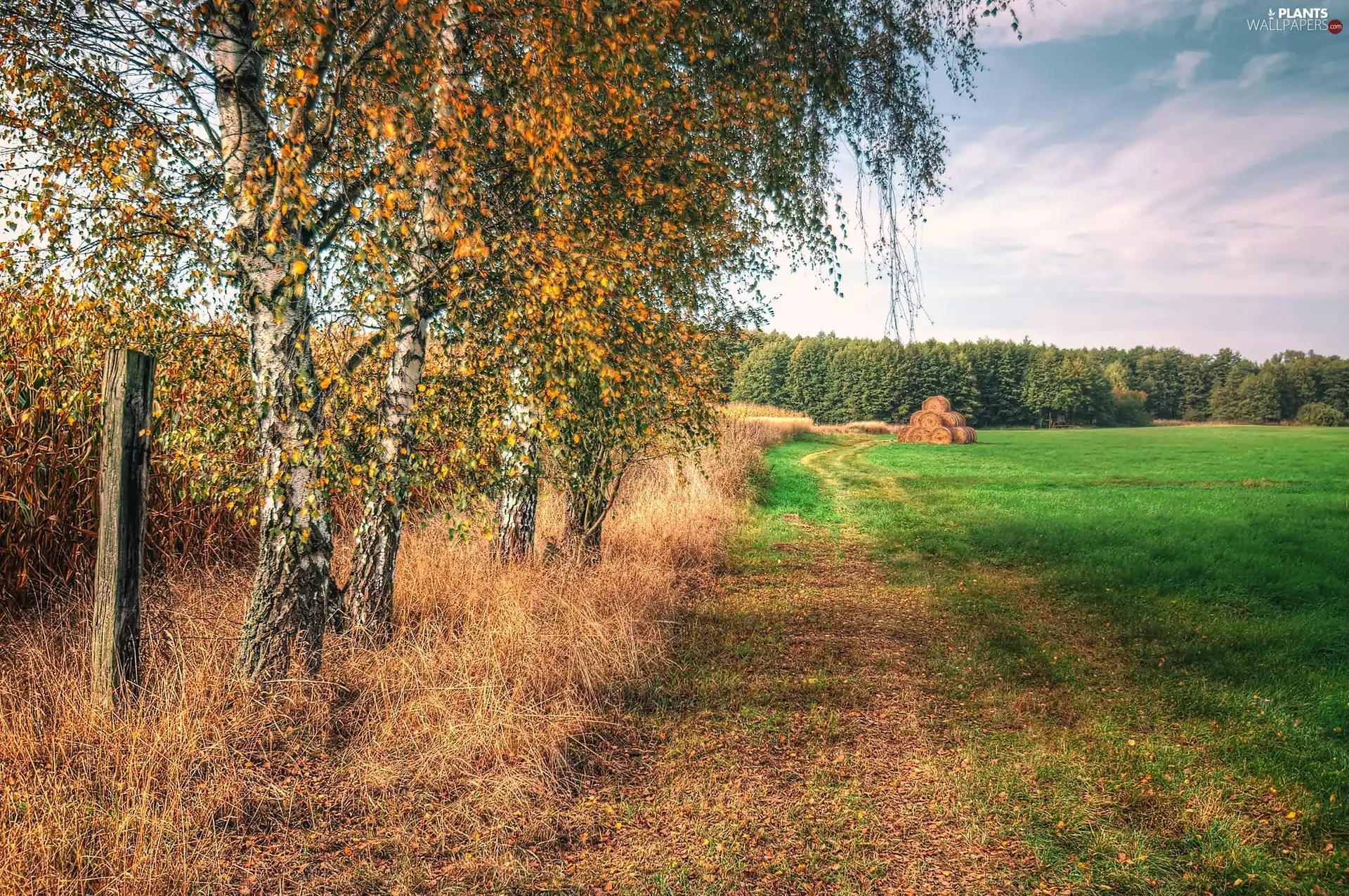 field, viewes, birch, trees