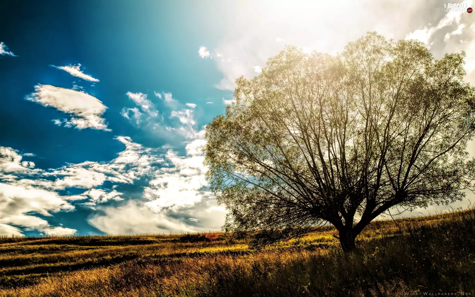 Field, Sky, clouds, trees