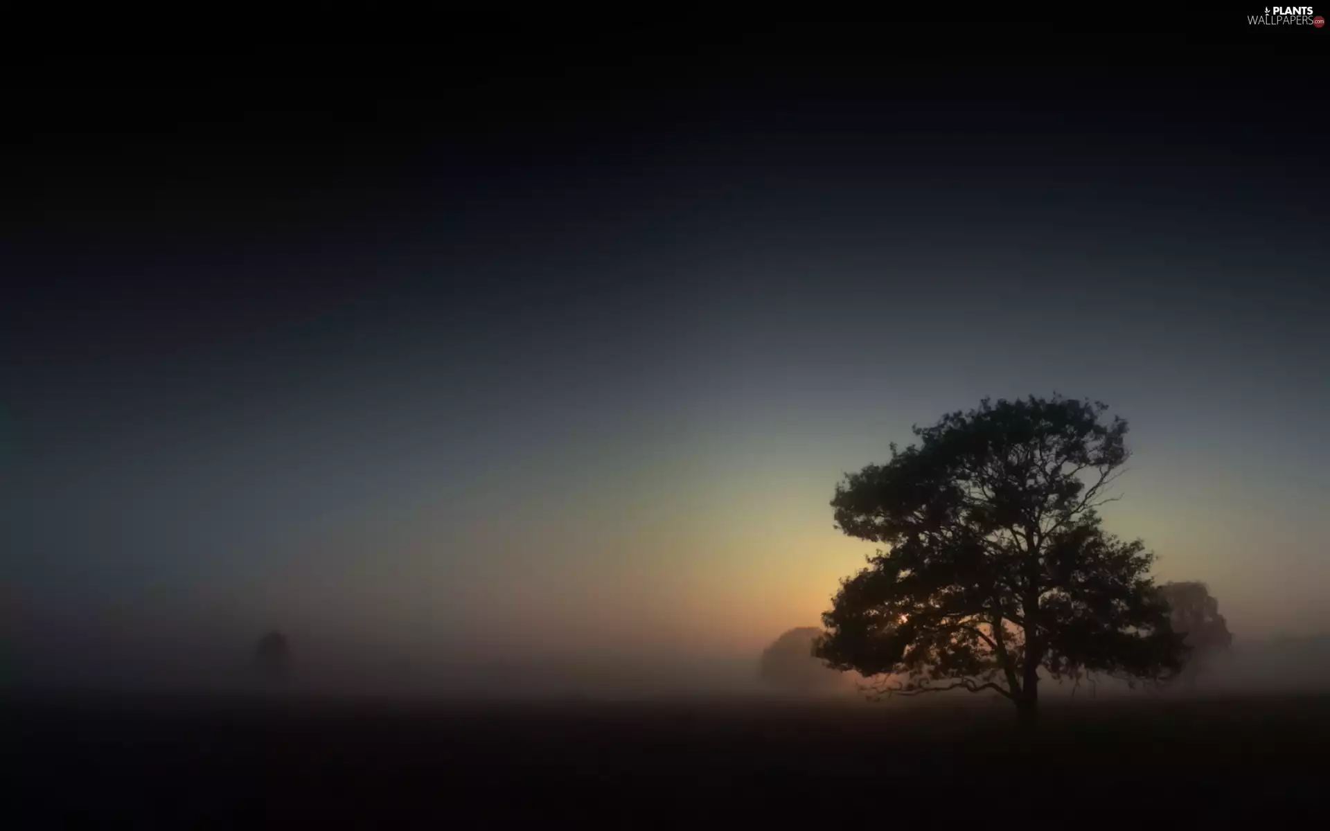 Field, viewes, Fog, trees