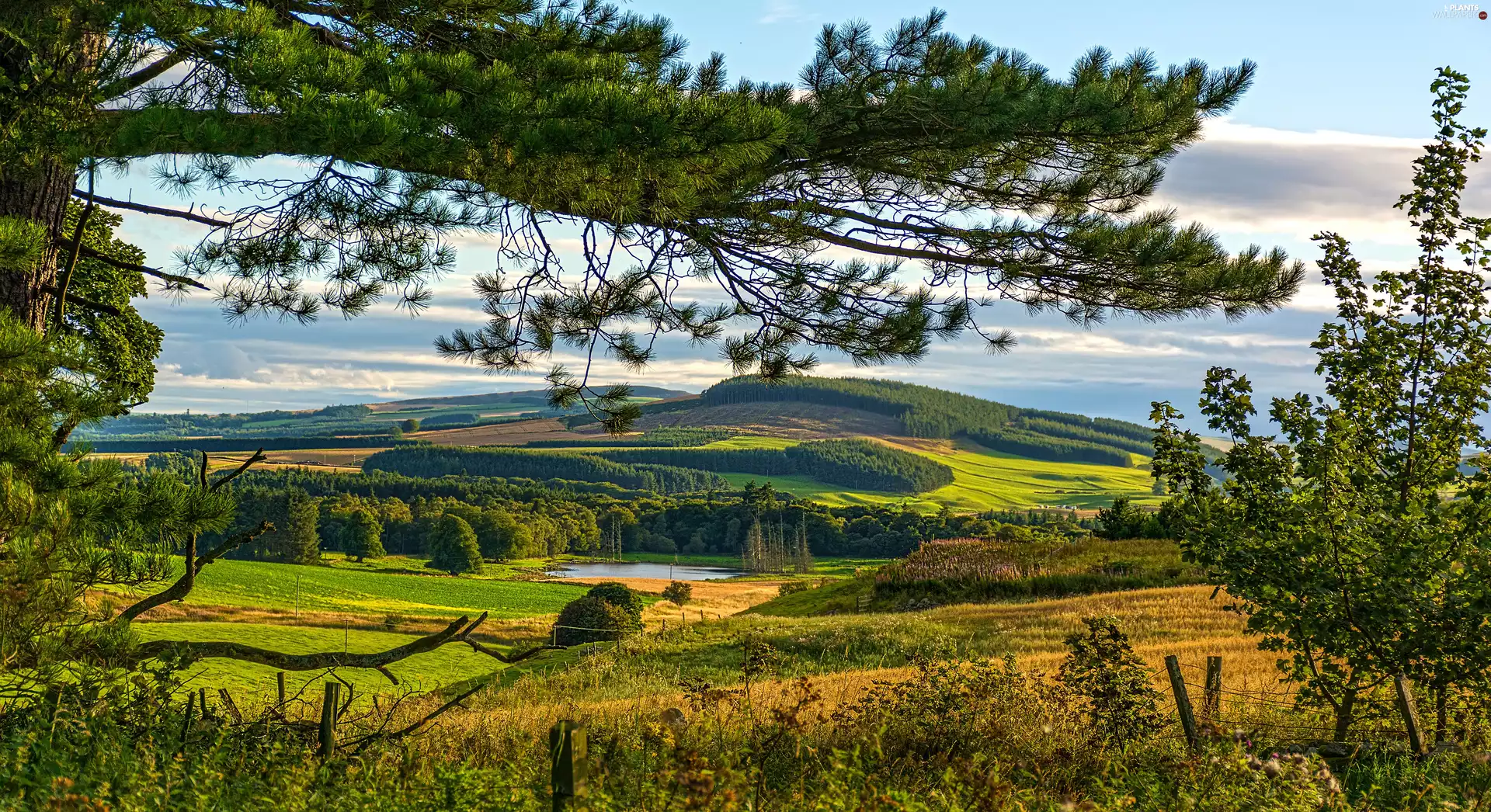 Field, viewes, lake, trees