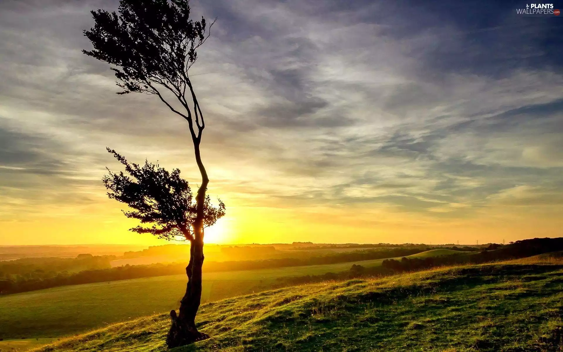 Field, sun, Sky, trees