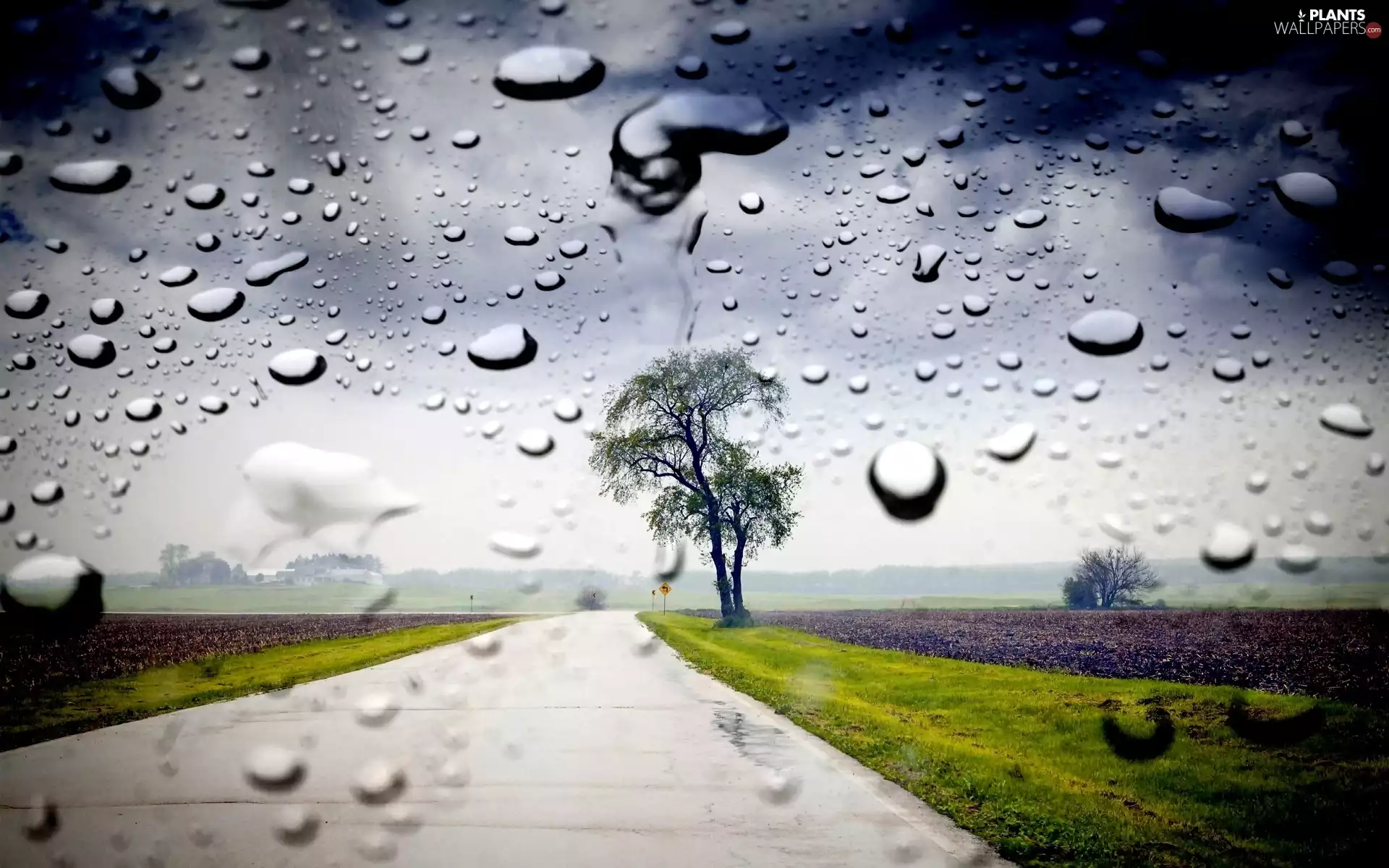 Rain, trees, field, Spring, Way