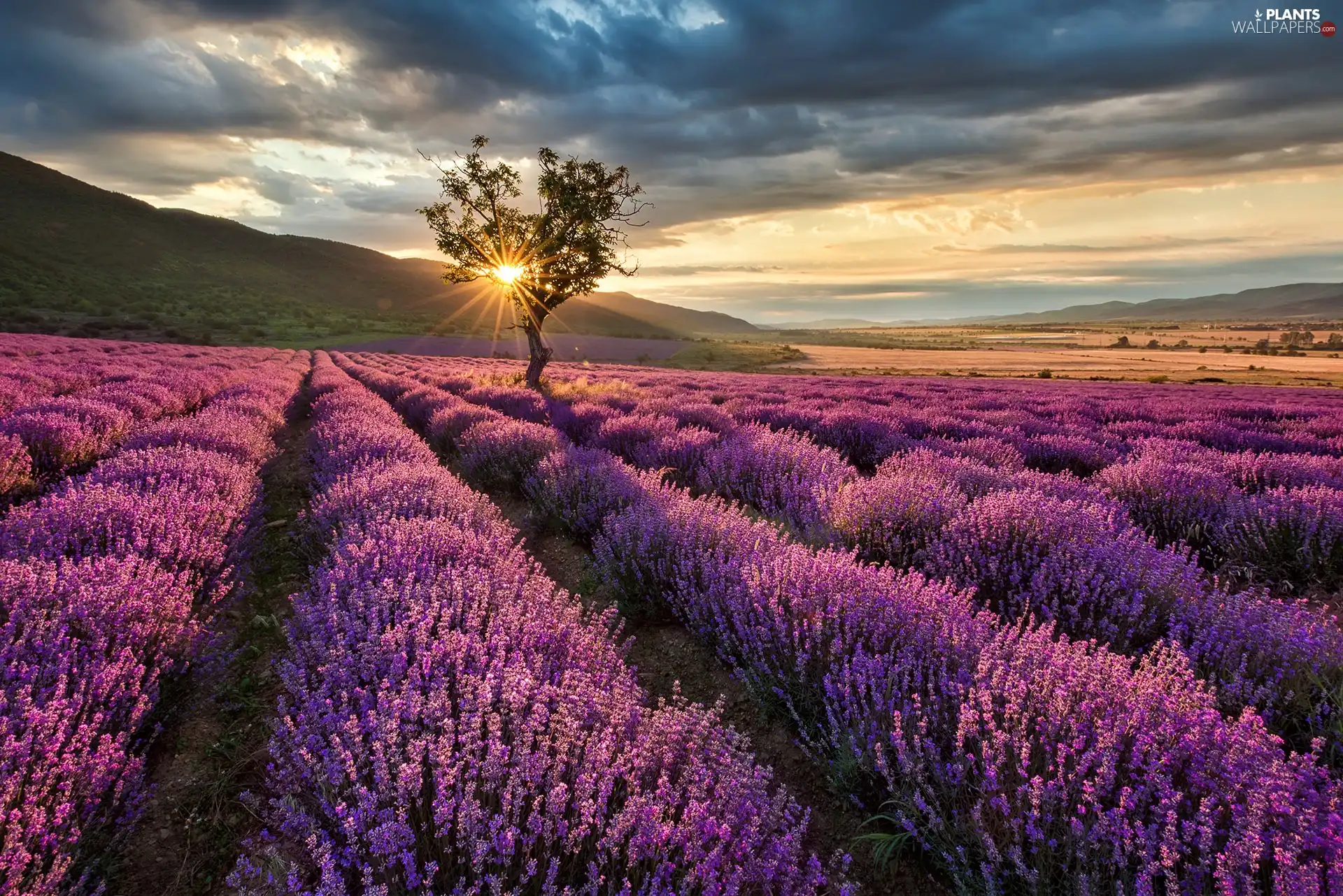 Field, lavender, trees, Przebijające, luminosity, The Hills, sun, flash, ligh