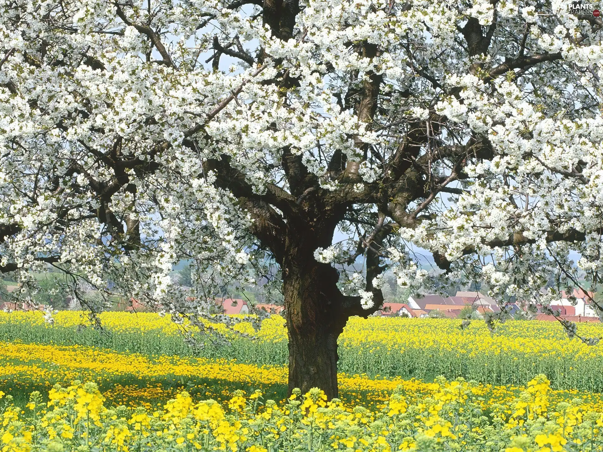 flourishing, trees