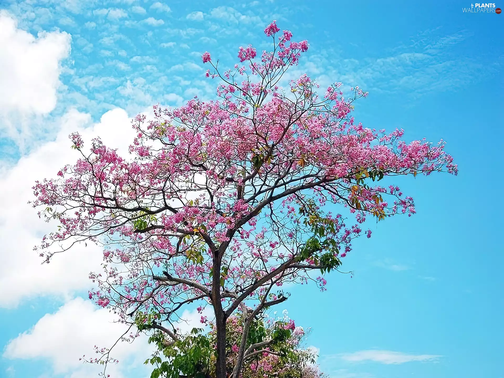 trees, clouds, flourishing