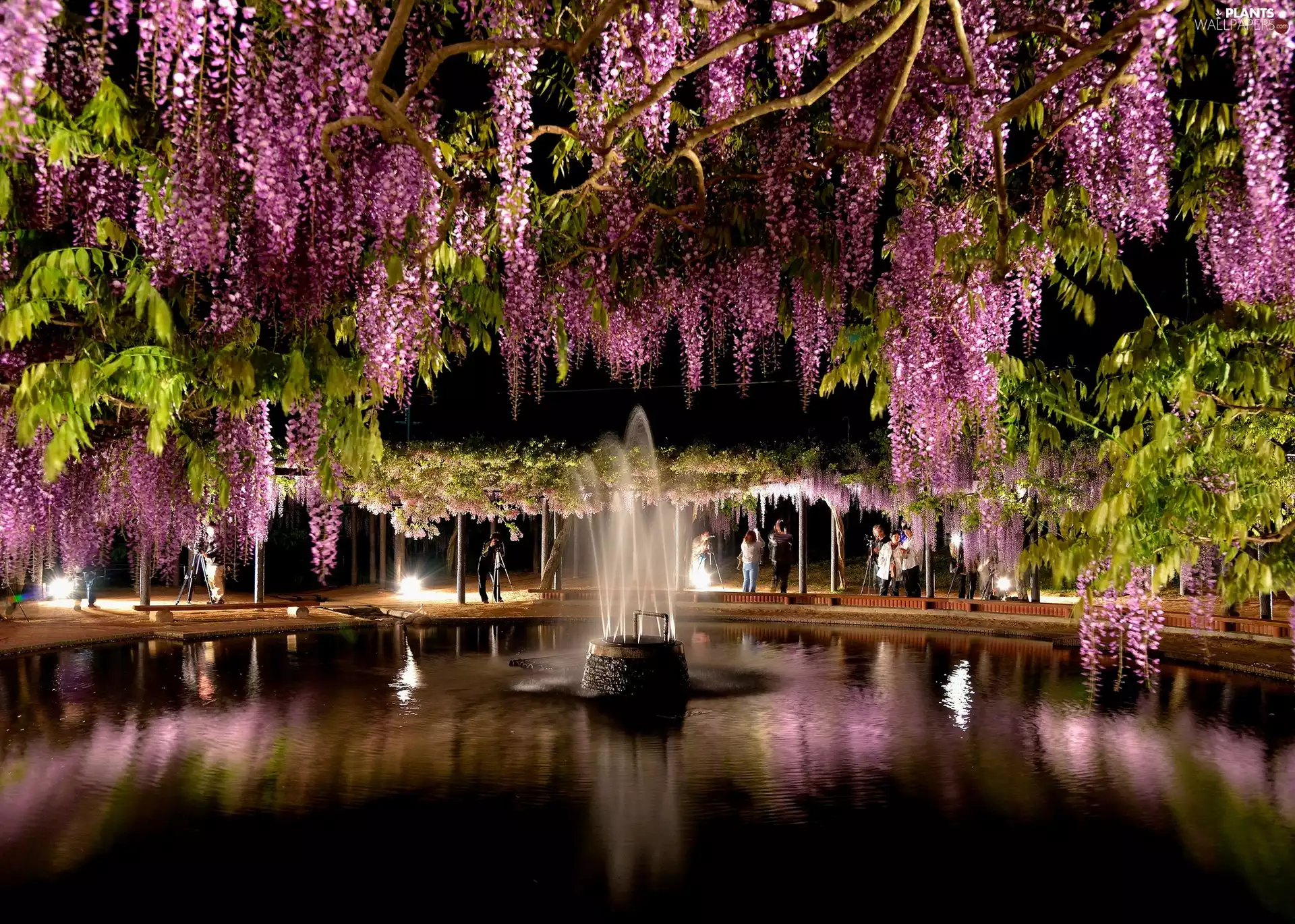 flourishing, viewes, fountain, trees