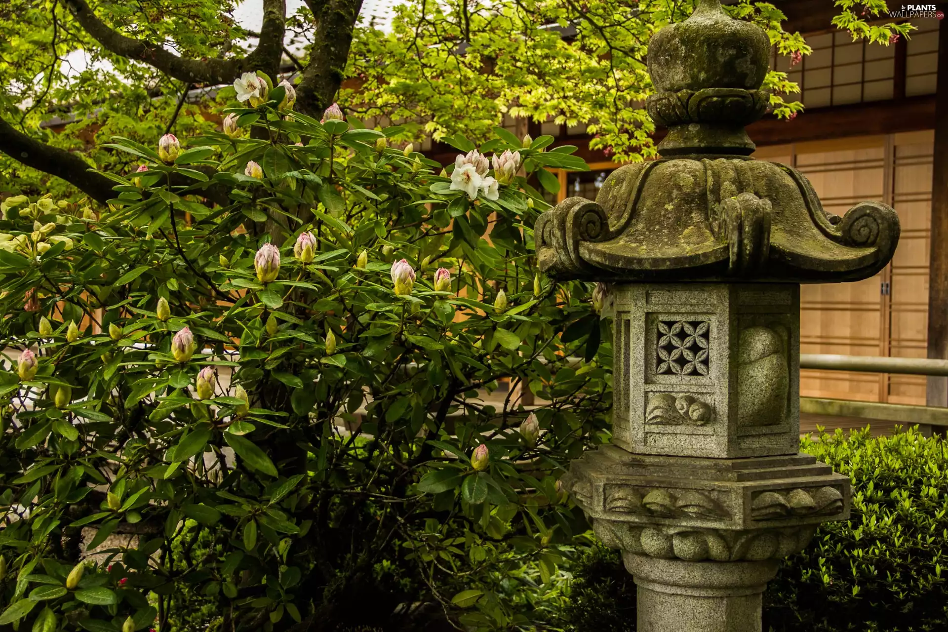 trees, Garden, flourishing