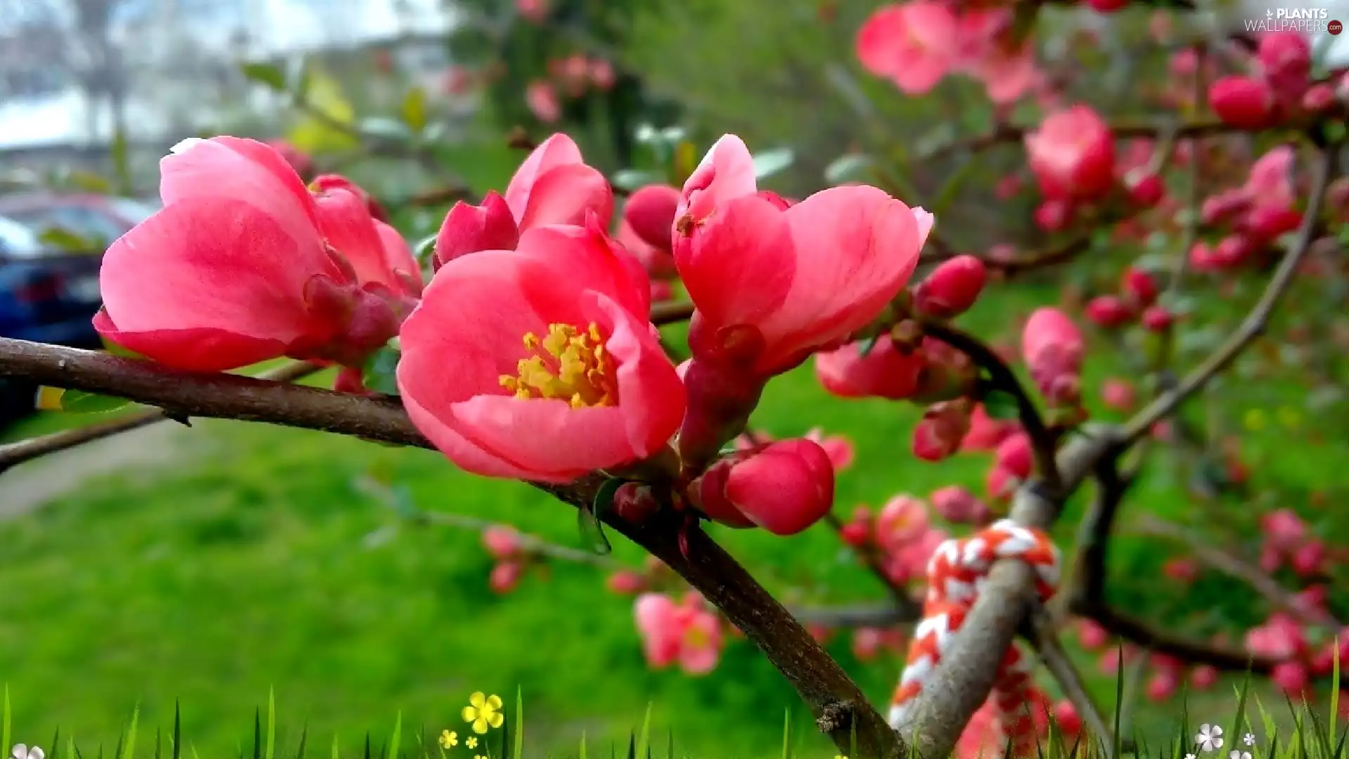 flourishing, branch, grass, trees