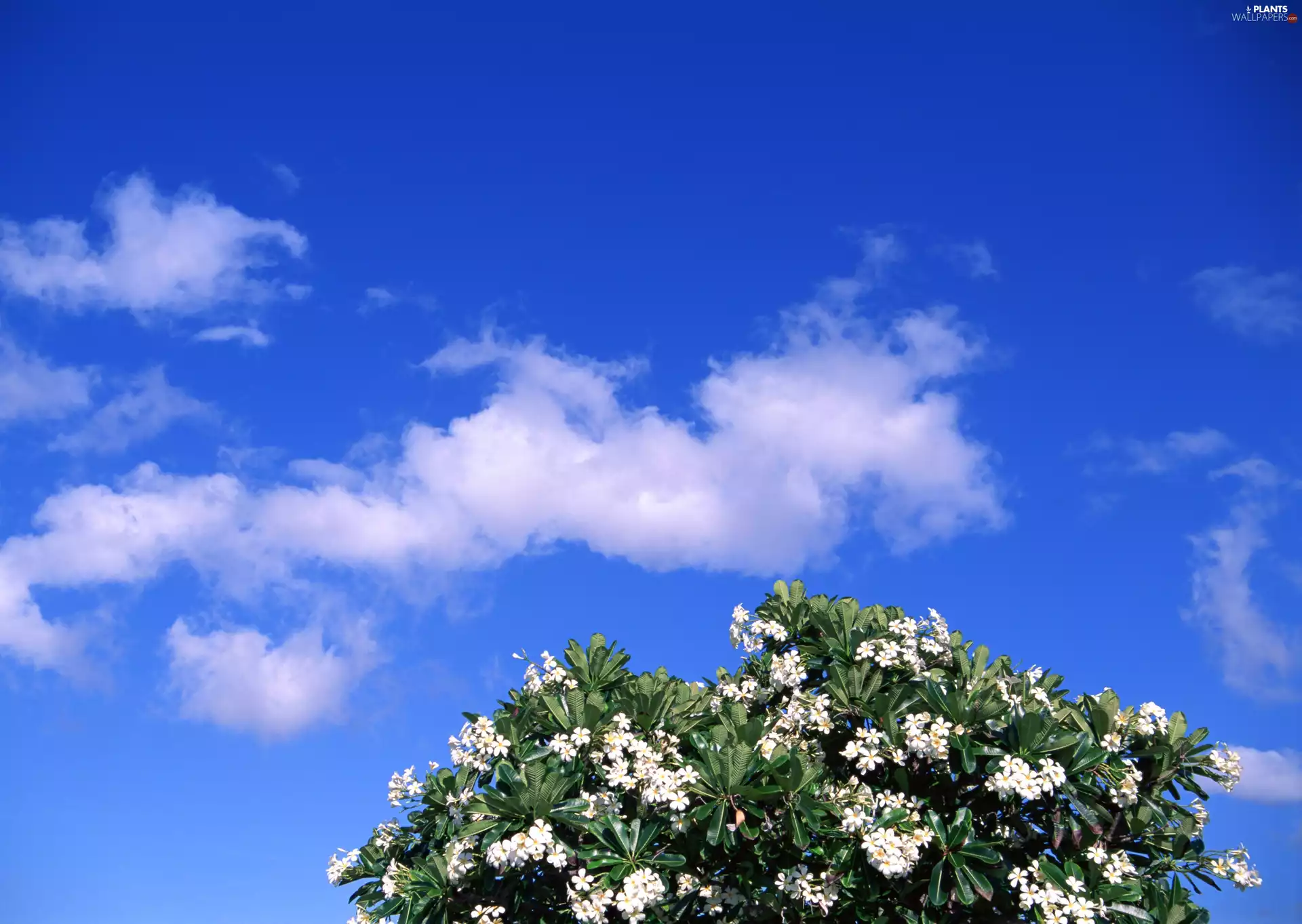 flourishing, Blue, Sky, trees