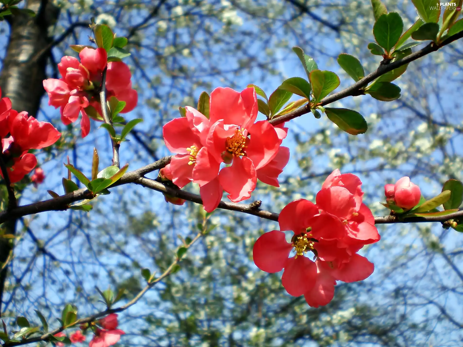 trees, Spring, flourishing