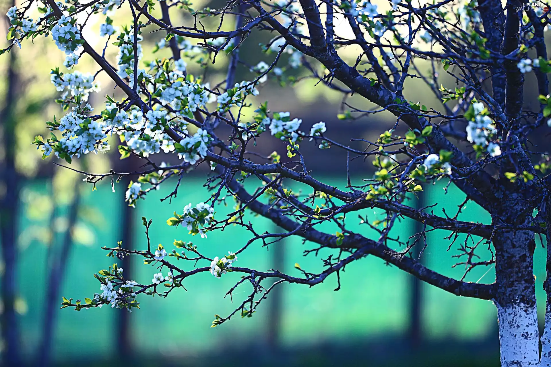 trees, Spring, flourishing