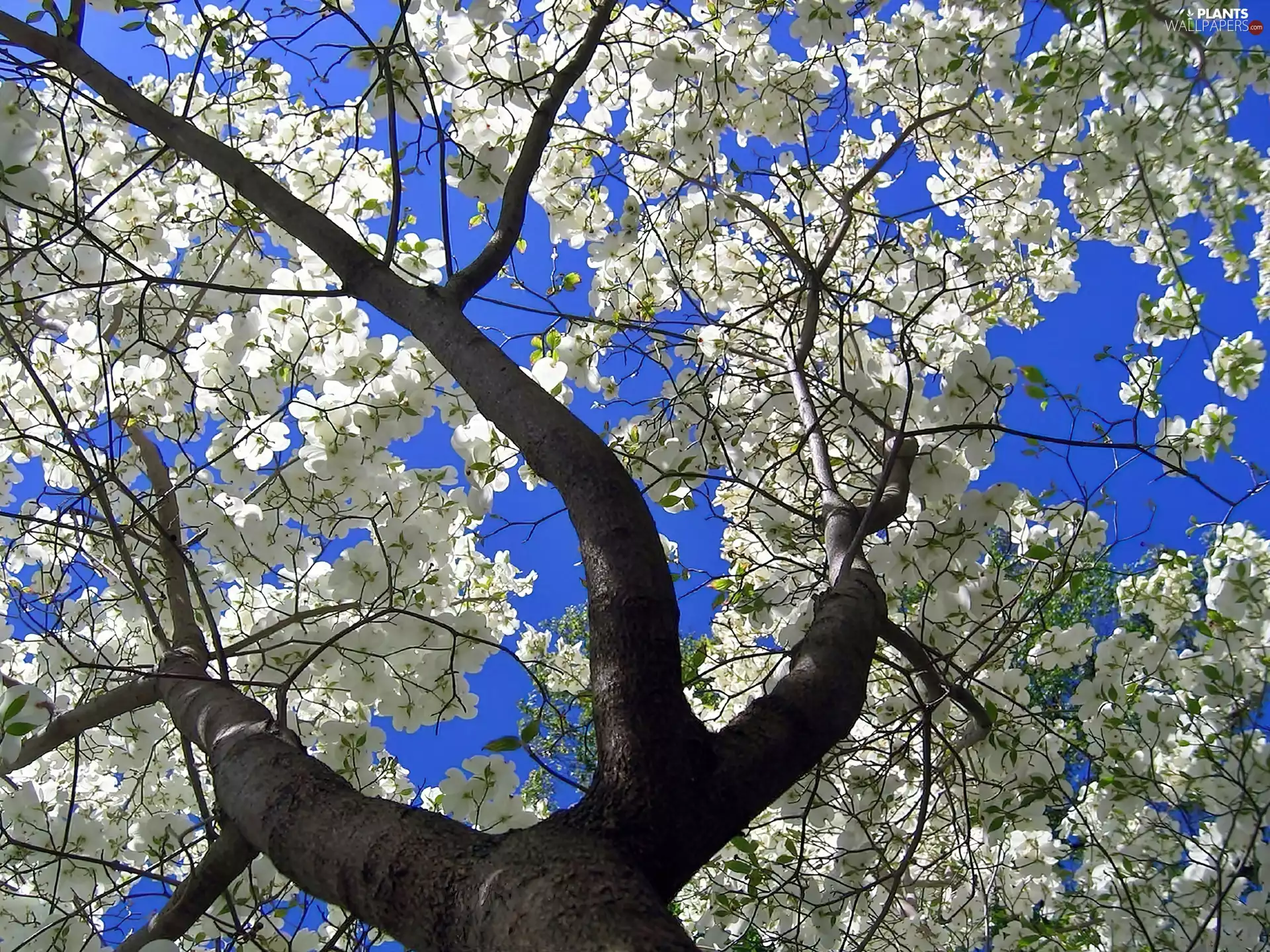 trees, Spring, flourishing