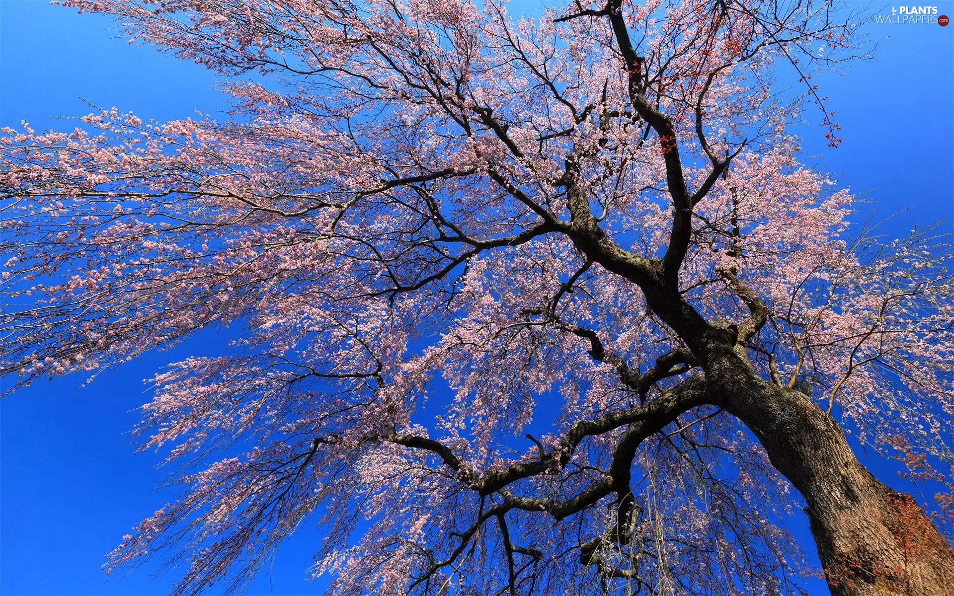 flourishing, Sky, Spring, trees