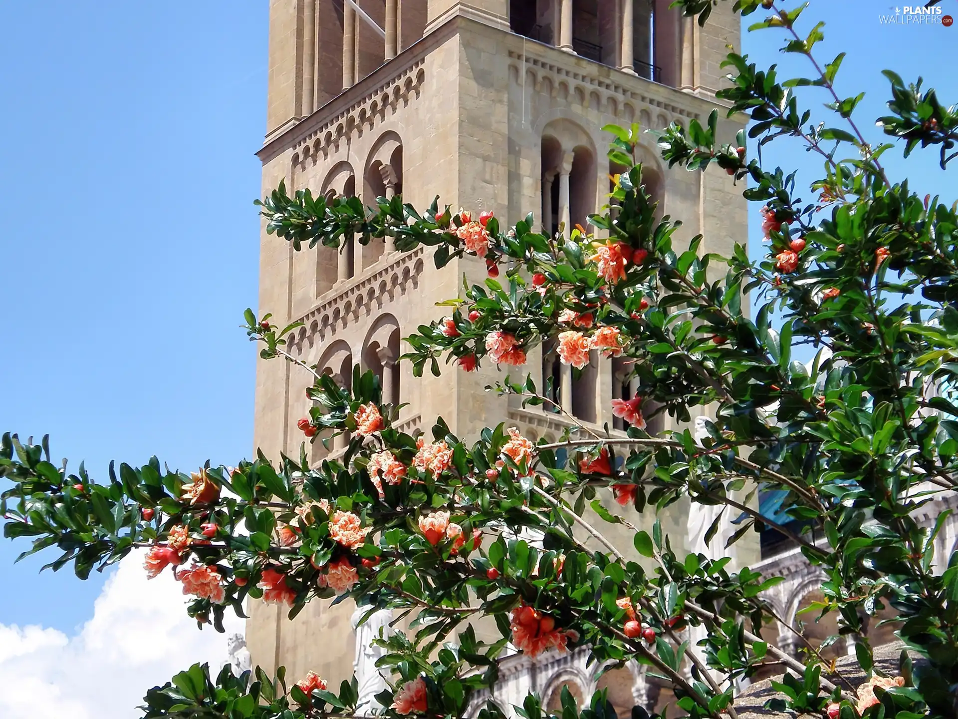 trees, tower, flourishing