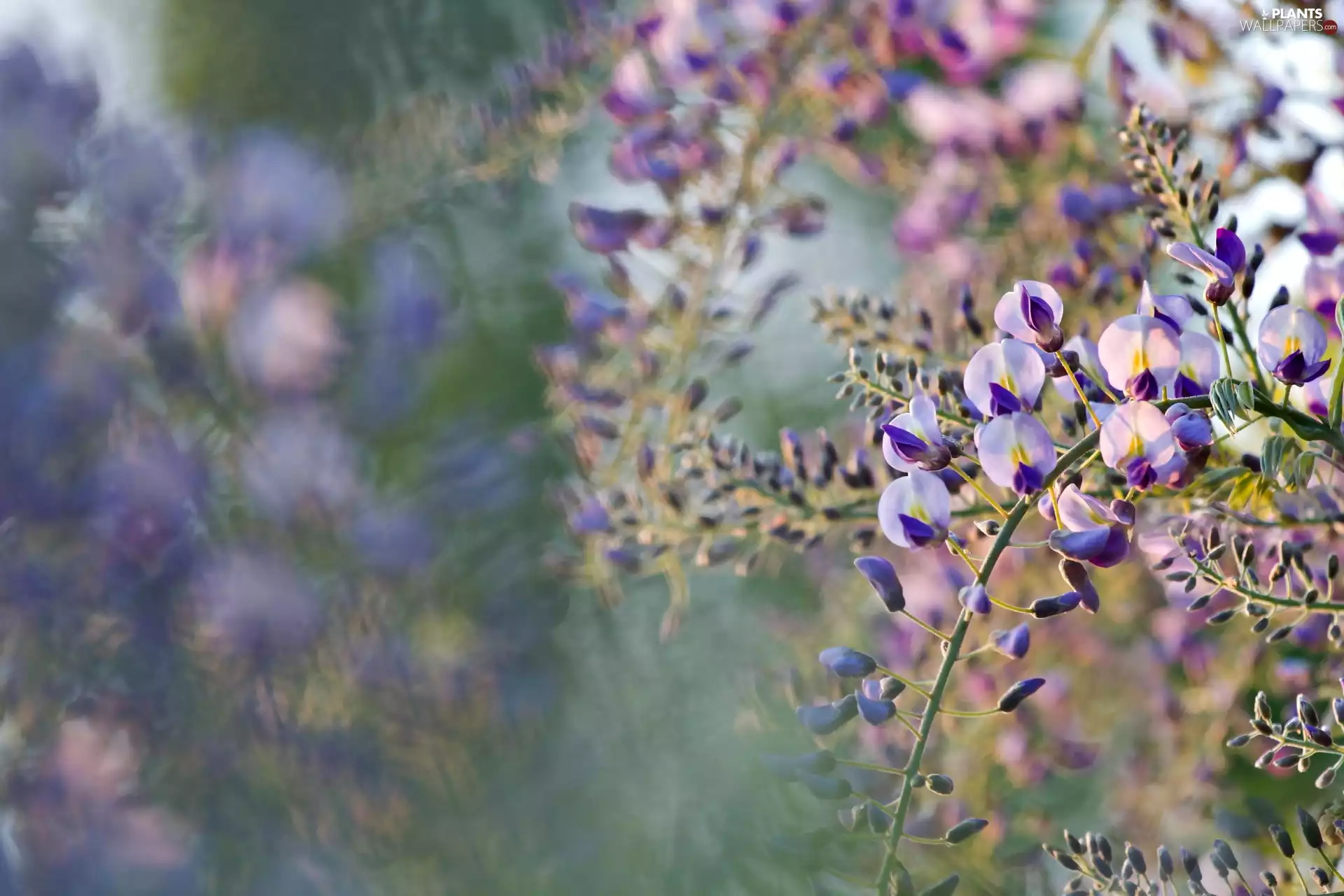 trees, acacia, Flowers