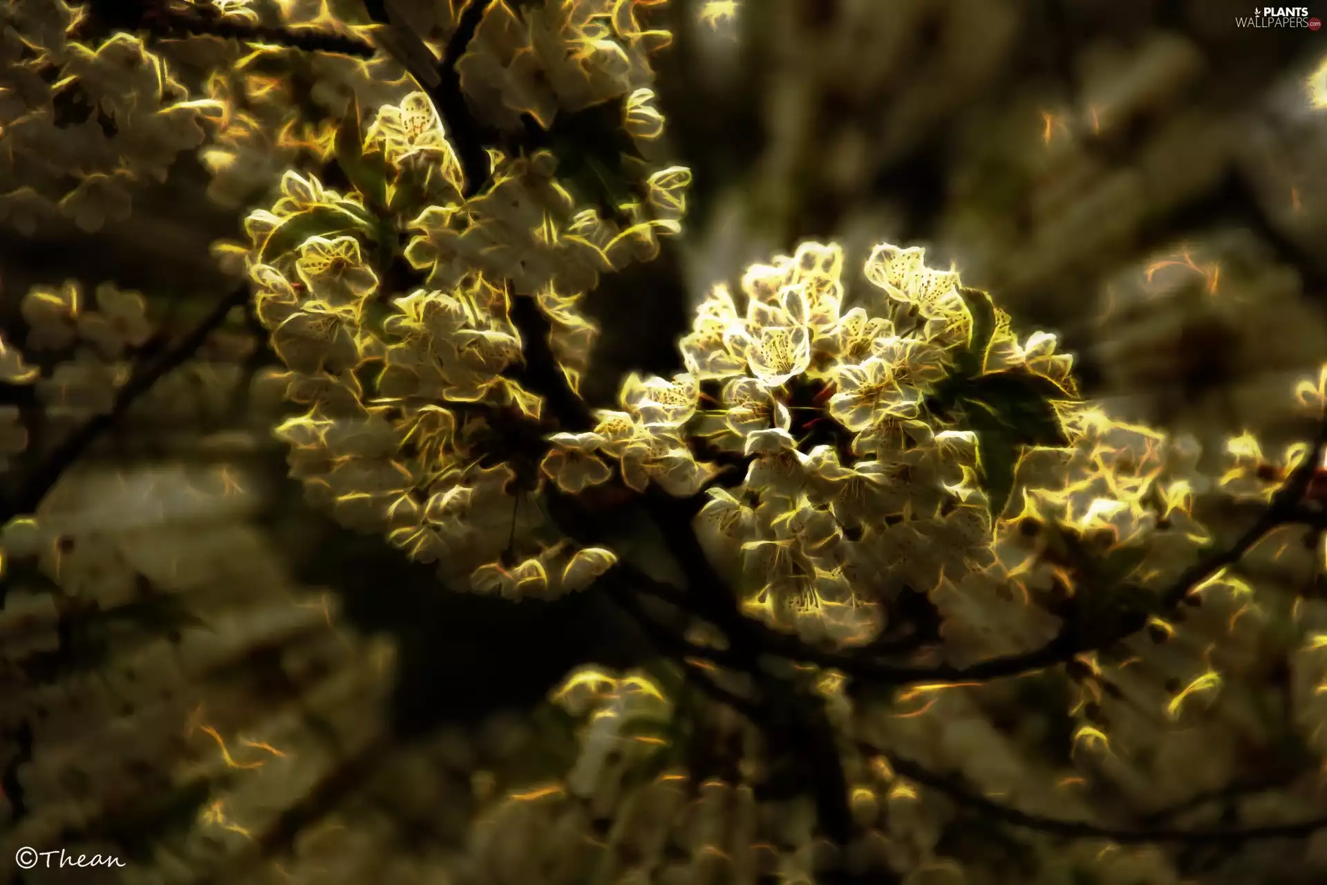 Flowers, fruit, Fractalius, trees