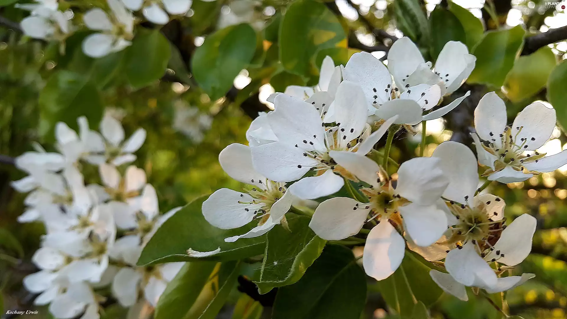 Flowers, viewes, fruit, trees