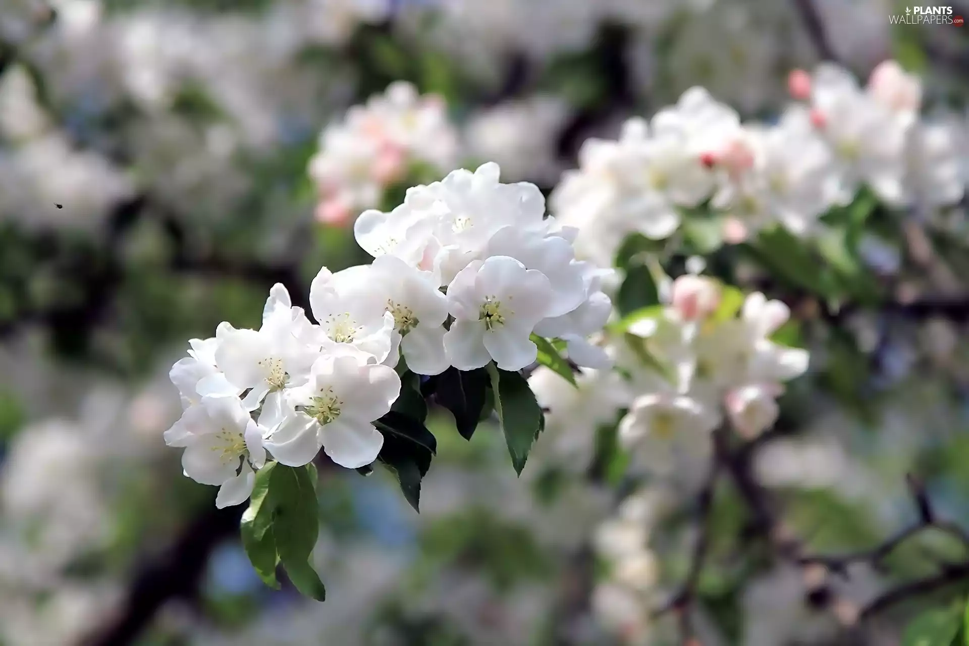 Flowers, viewes, fruit, trees