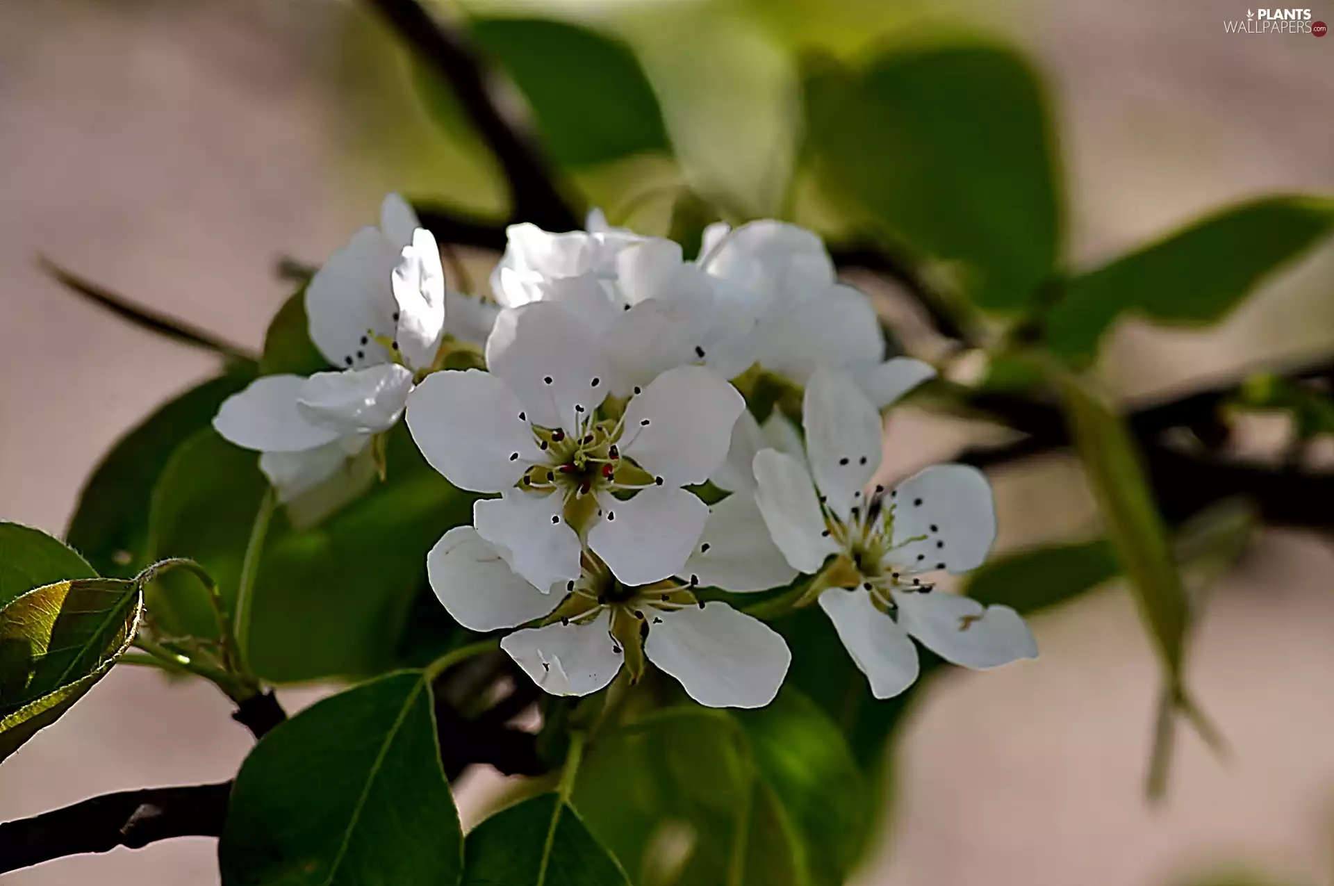 Flowers, viewes, fruit, trees
