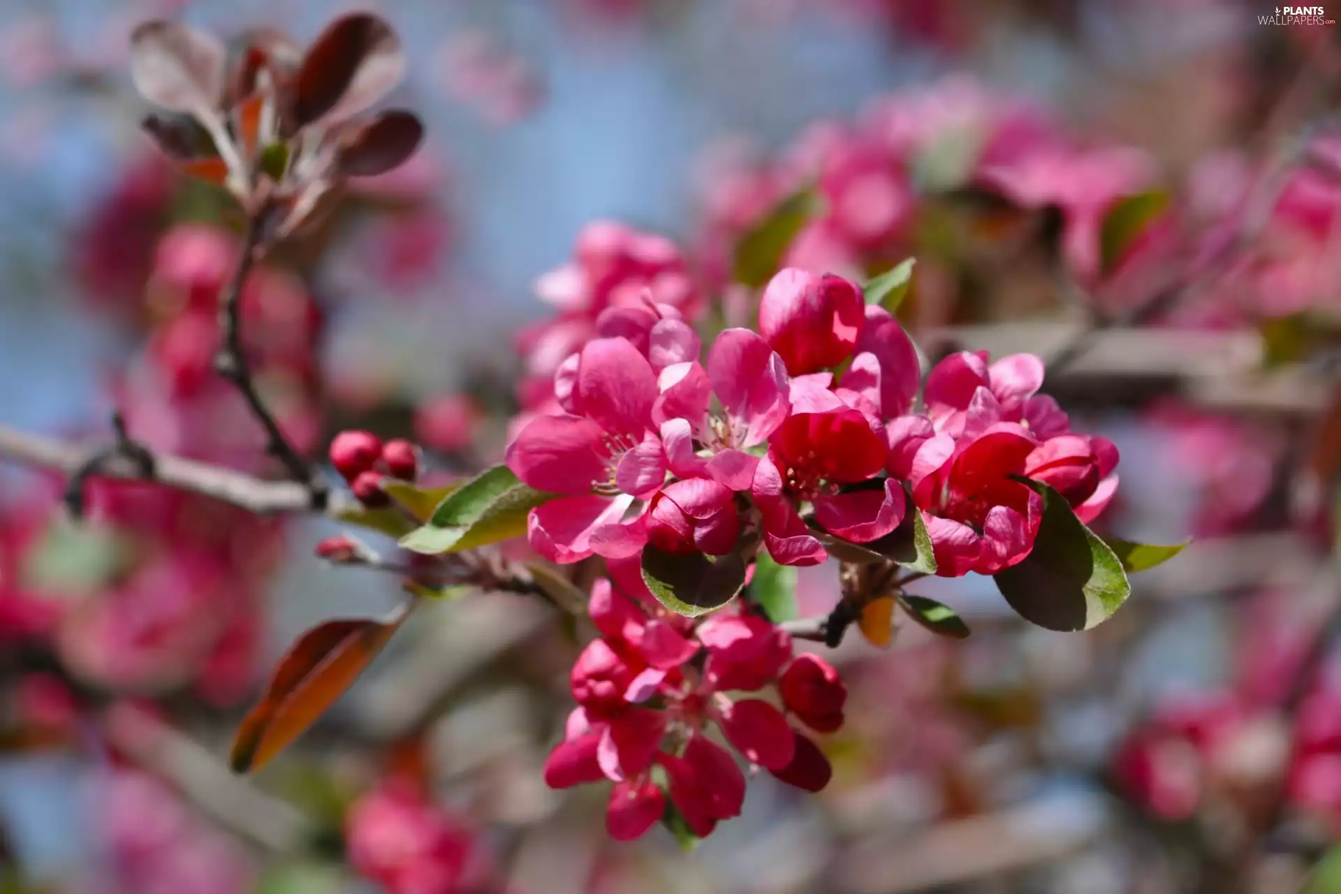Flowers, viewes, fruit, trees