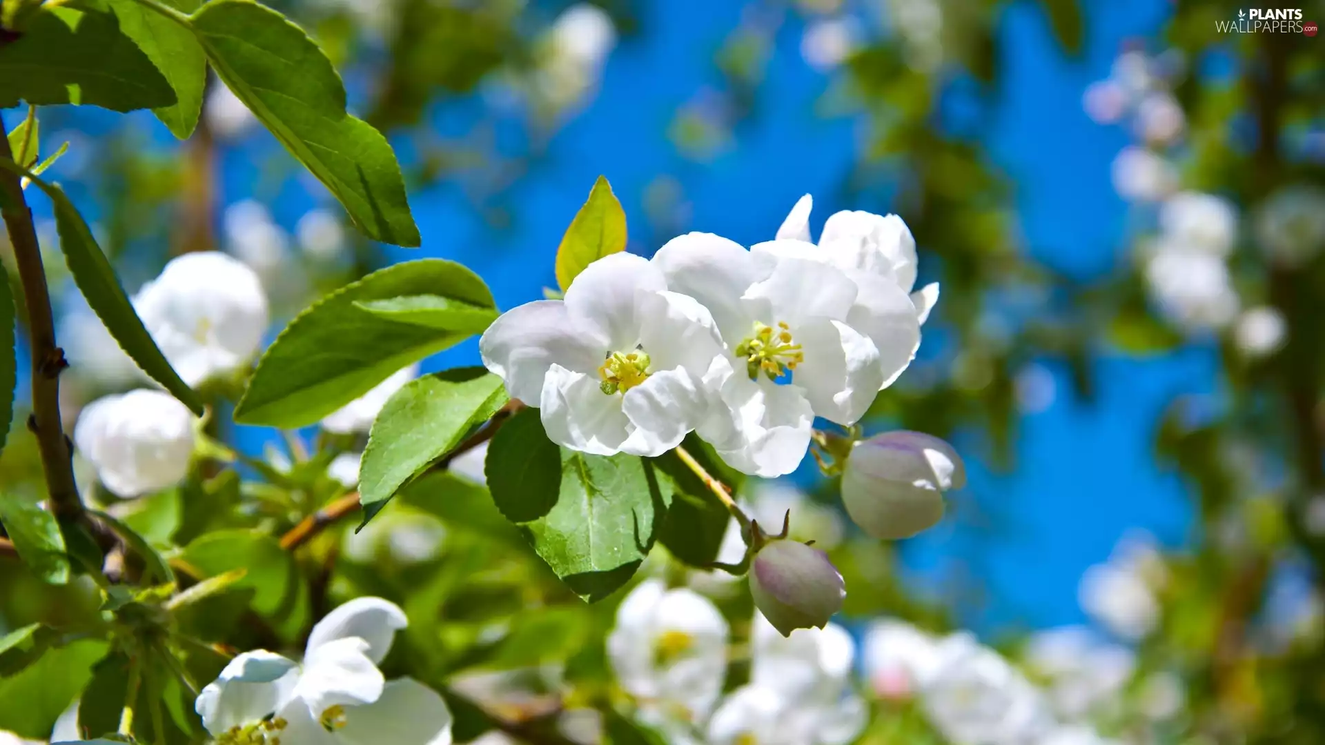 Flowers, viewes, fruit, trees