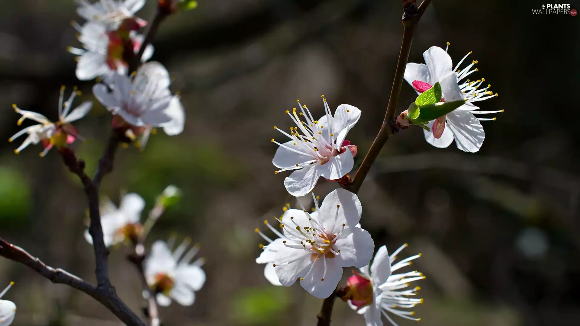 Flowers, viewes, fruit, trees