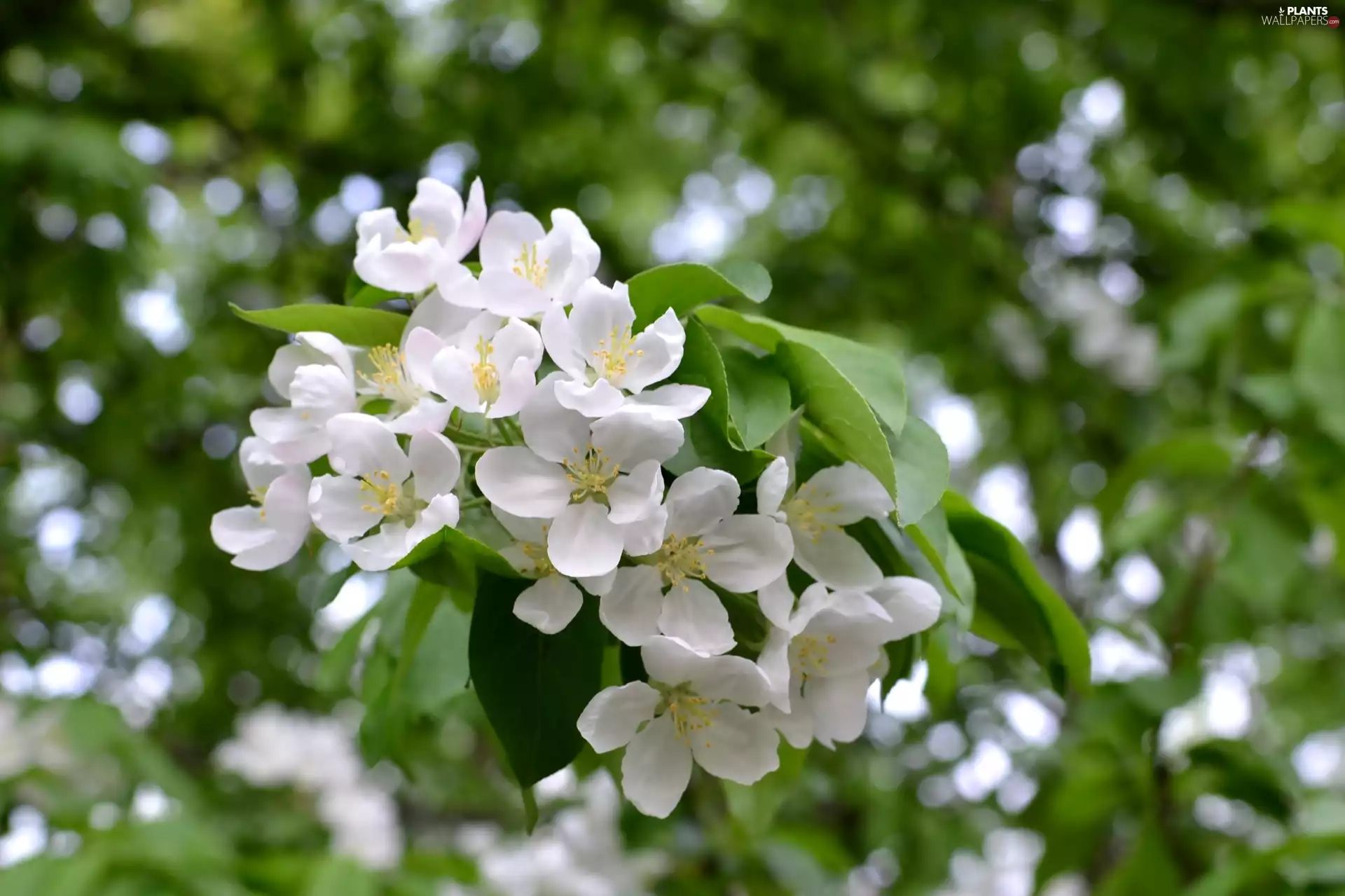 Flowers, viewes, fruit, trees