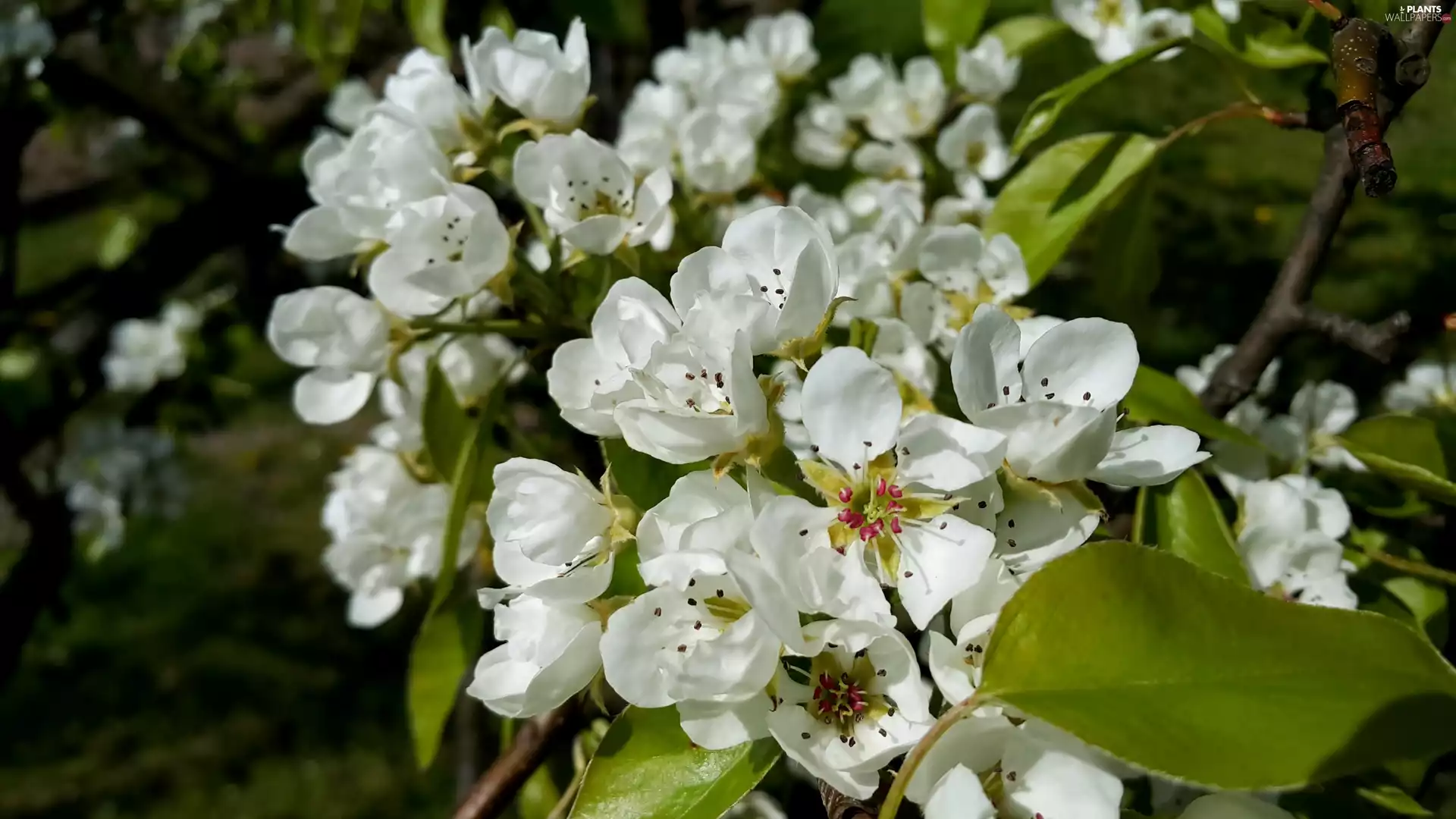Flowers, viewes, fruit, trees