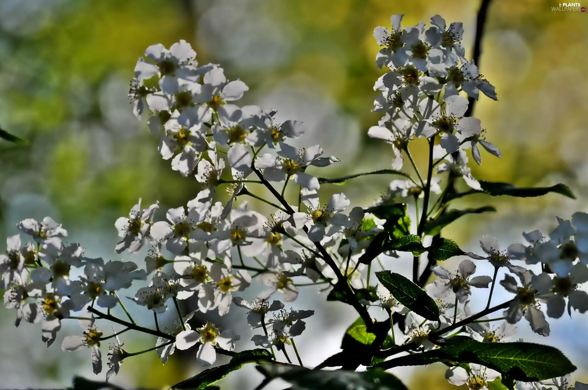 Flowers, viewes, fruit, trees