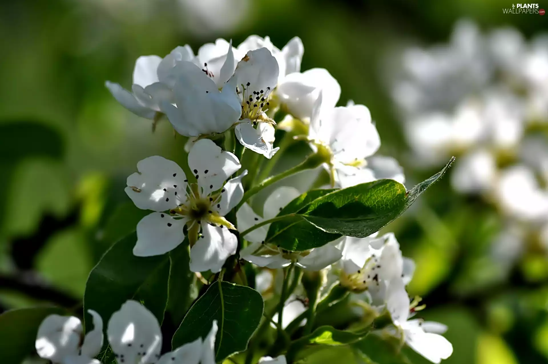 Flowers, viewes, fruit, trees