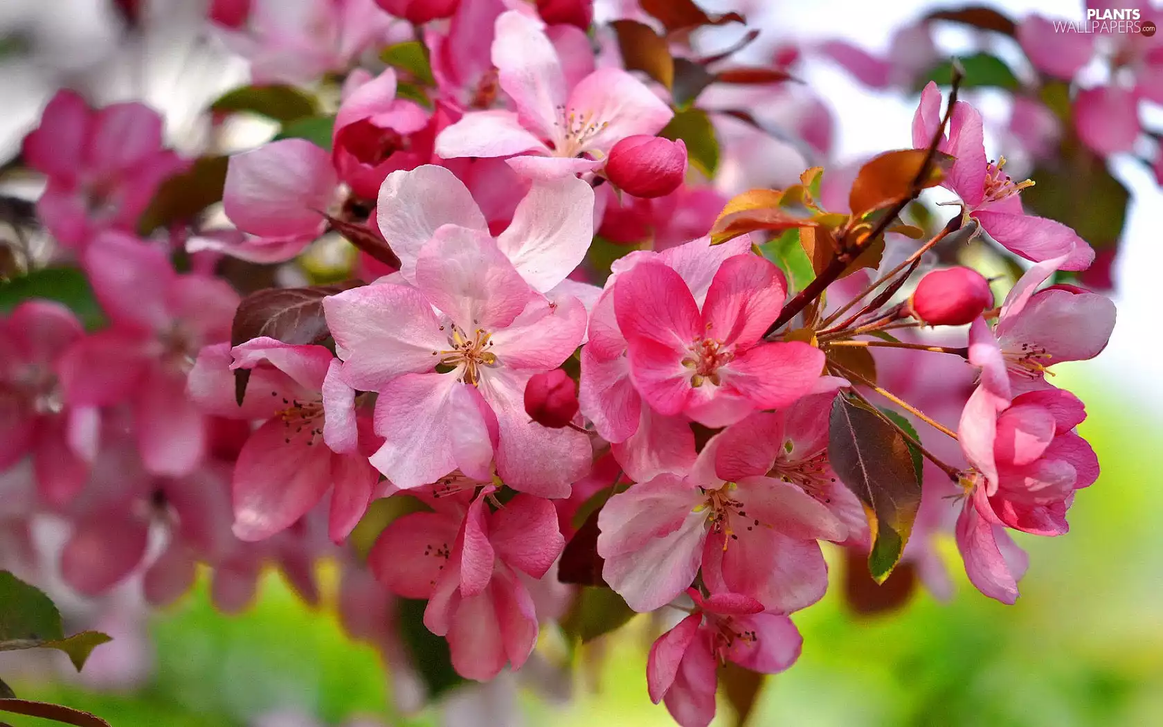 Flowers, viewes, fruit, trees
