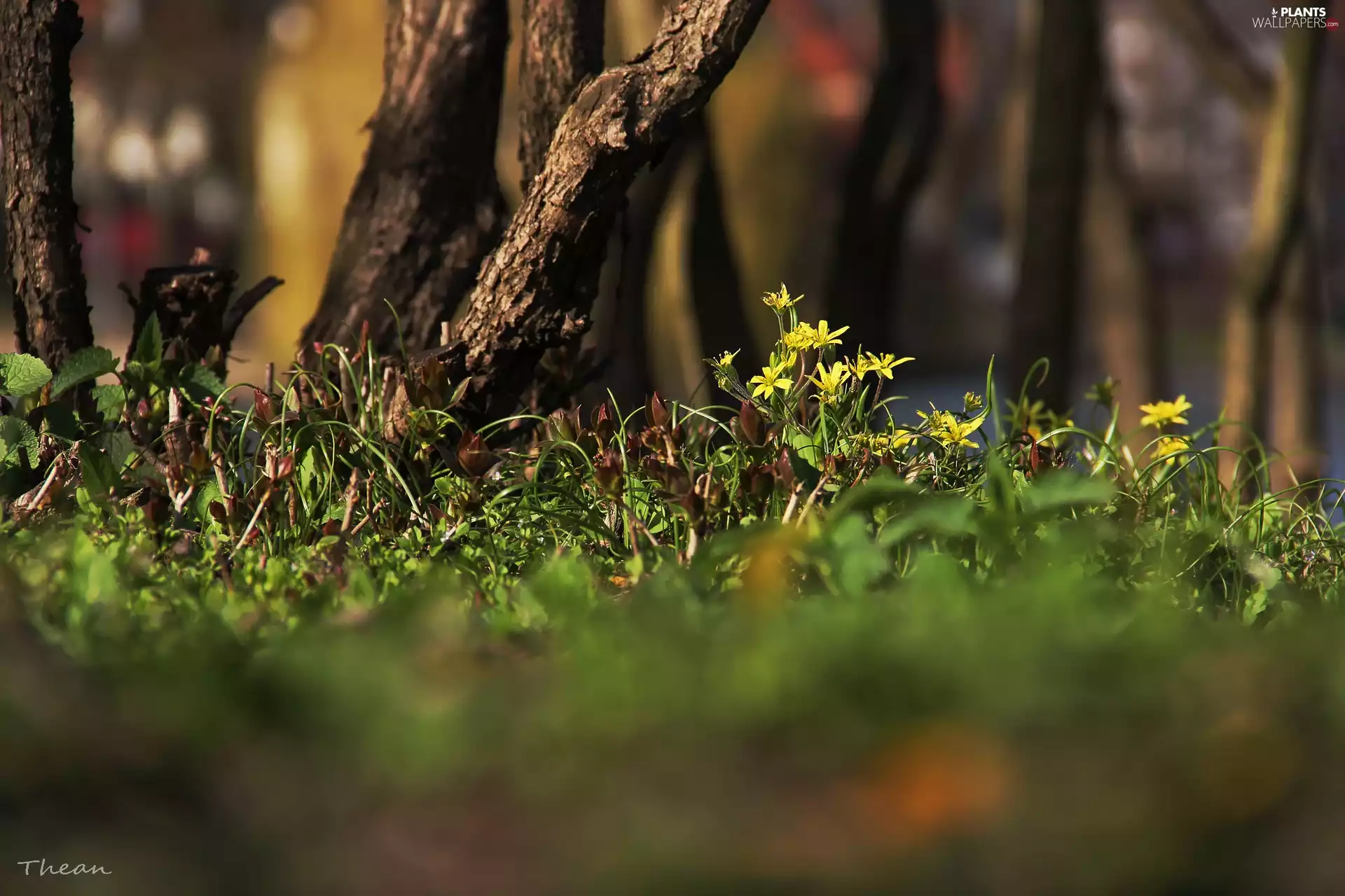 viewes, grass, Flowers, trees, Yellow gold plating