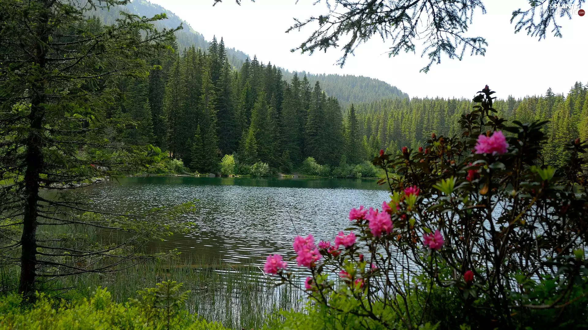 viewes, lake, Flowers, trees, summer, forest, Mountains