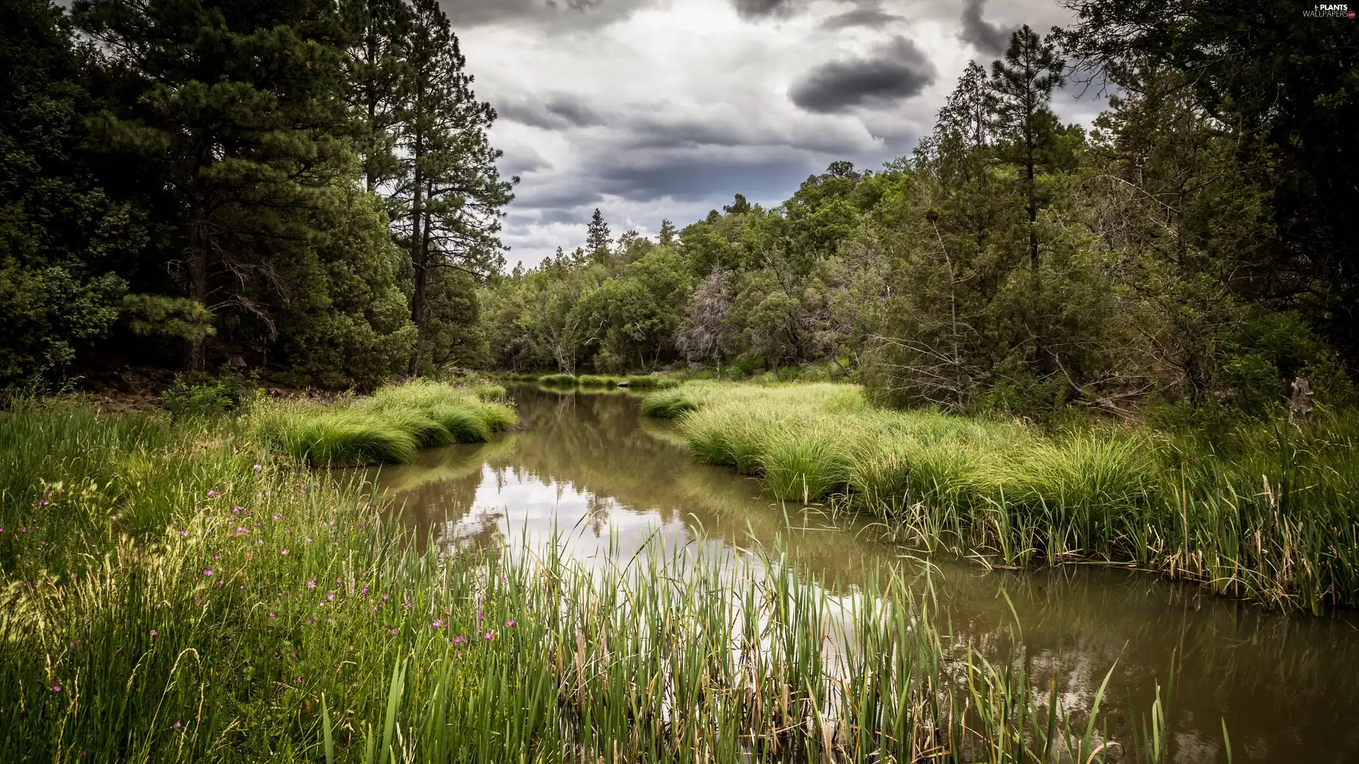 viewes, River, Flowers, trees, forest, grass, clouds