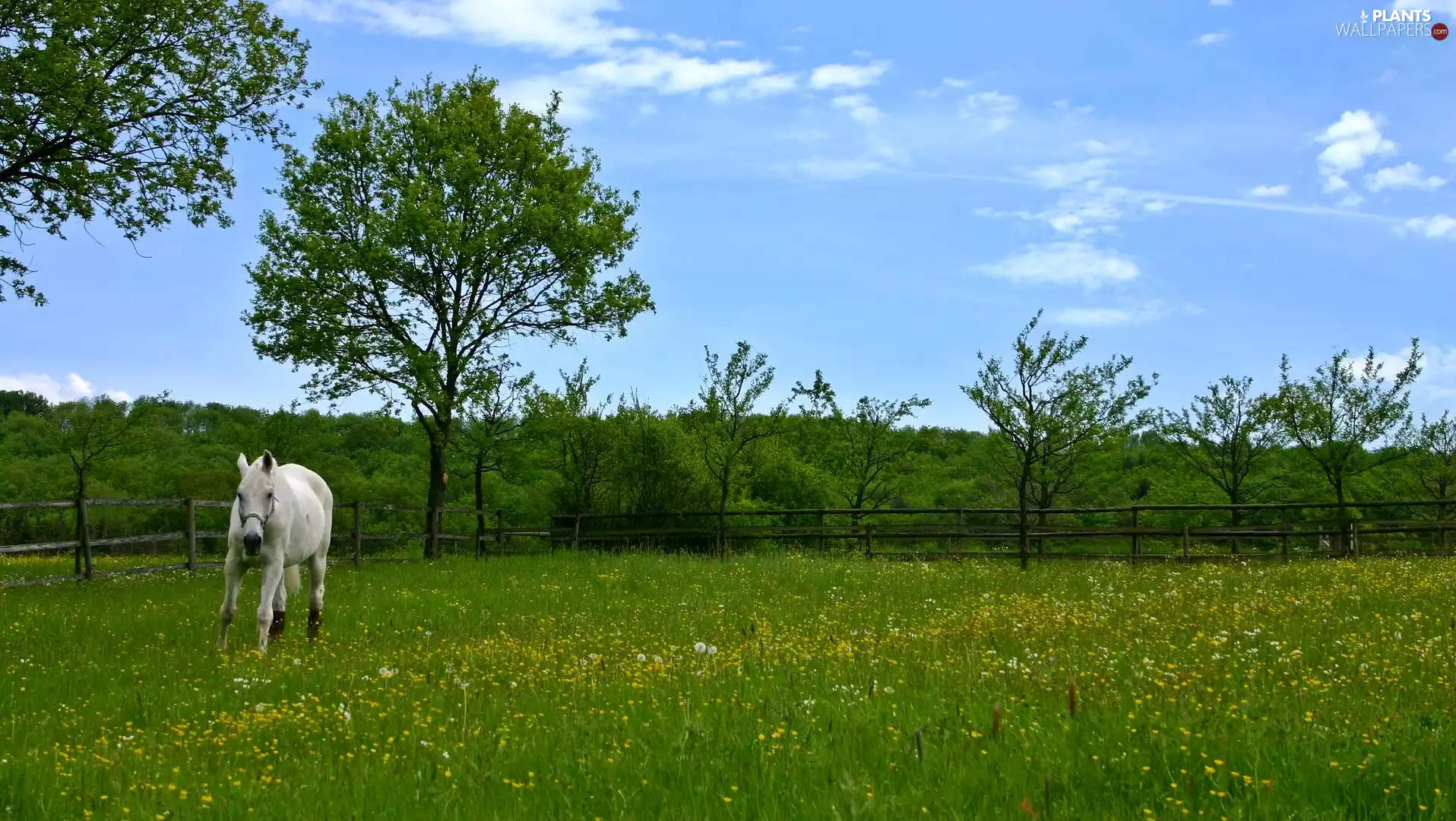 viewes, Spring, Flowers, trees, Horse, Meadow, grass