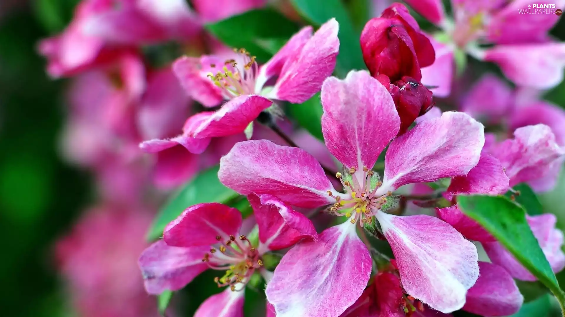 fruit, apple-tree, trees, viewes, Flowers