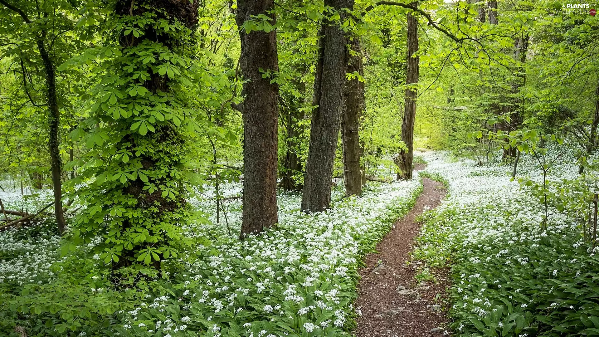 trees, summer, viewes, forest, Wild Garlic, Path, White, Flowers, Way