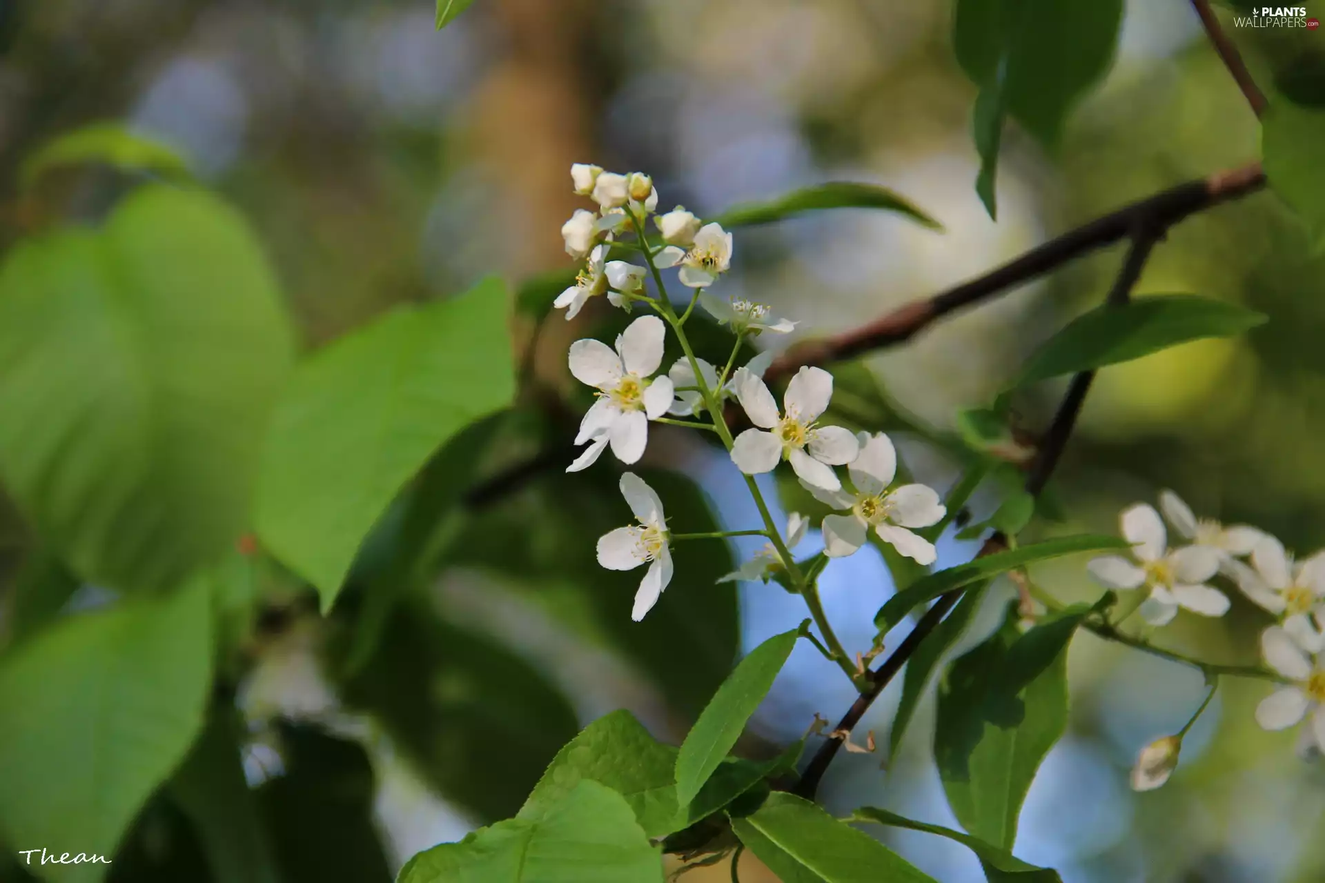trees, White, Flowers